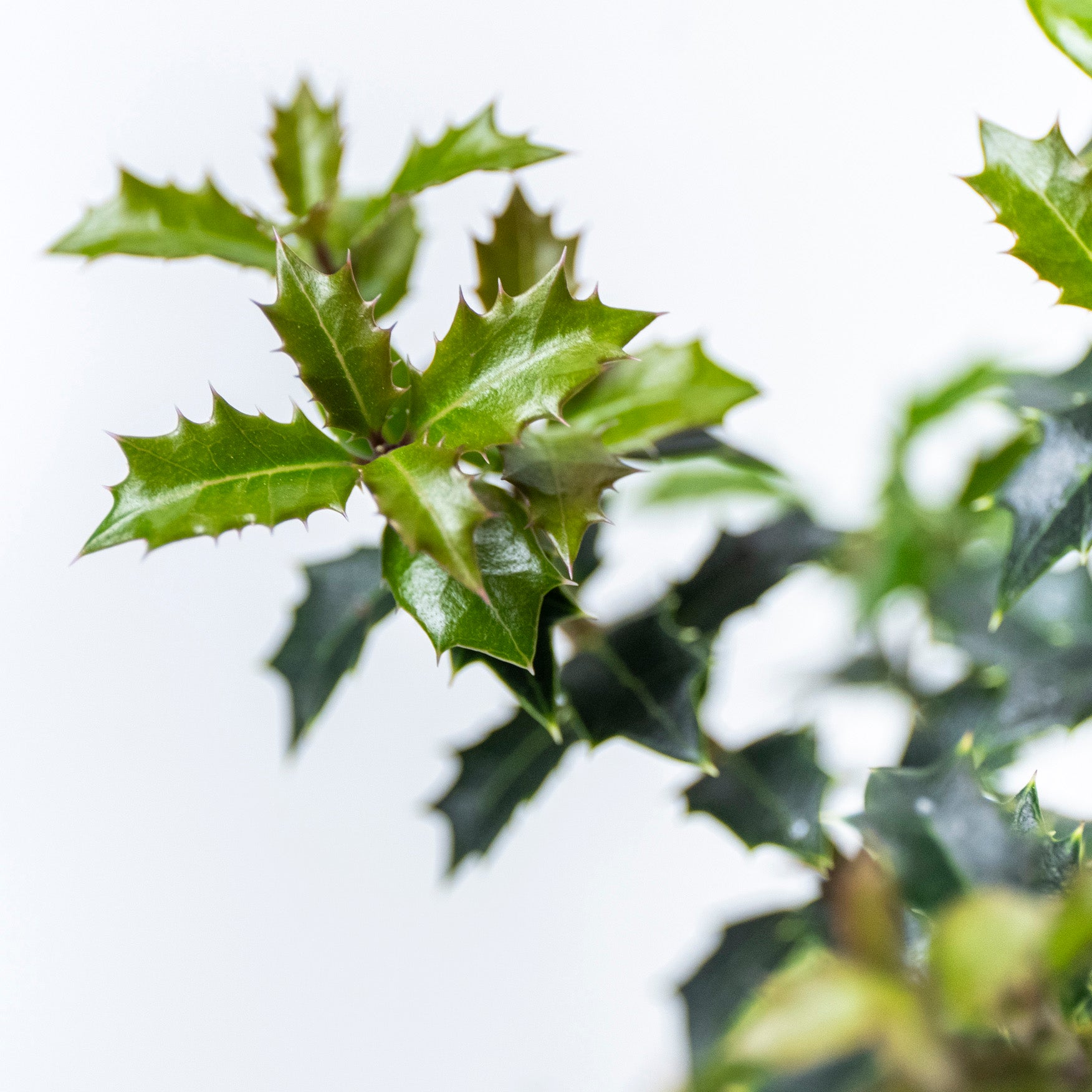 【受注販売】四季と盆栽〈冬〉 ｜ ヒイラギ