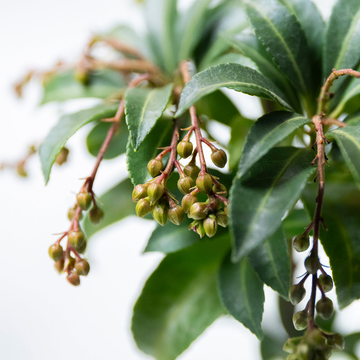 受注販売】四季と盆栽〈冬〉 ｜ アセビ