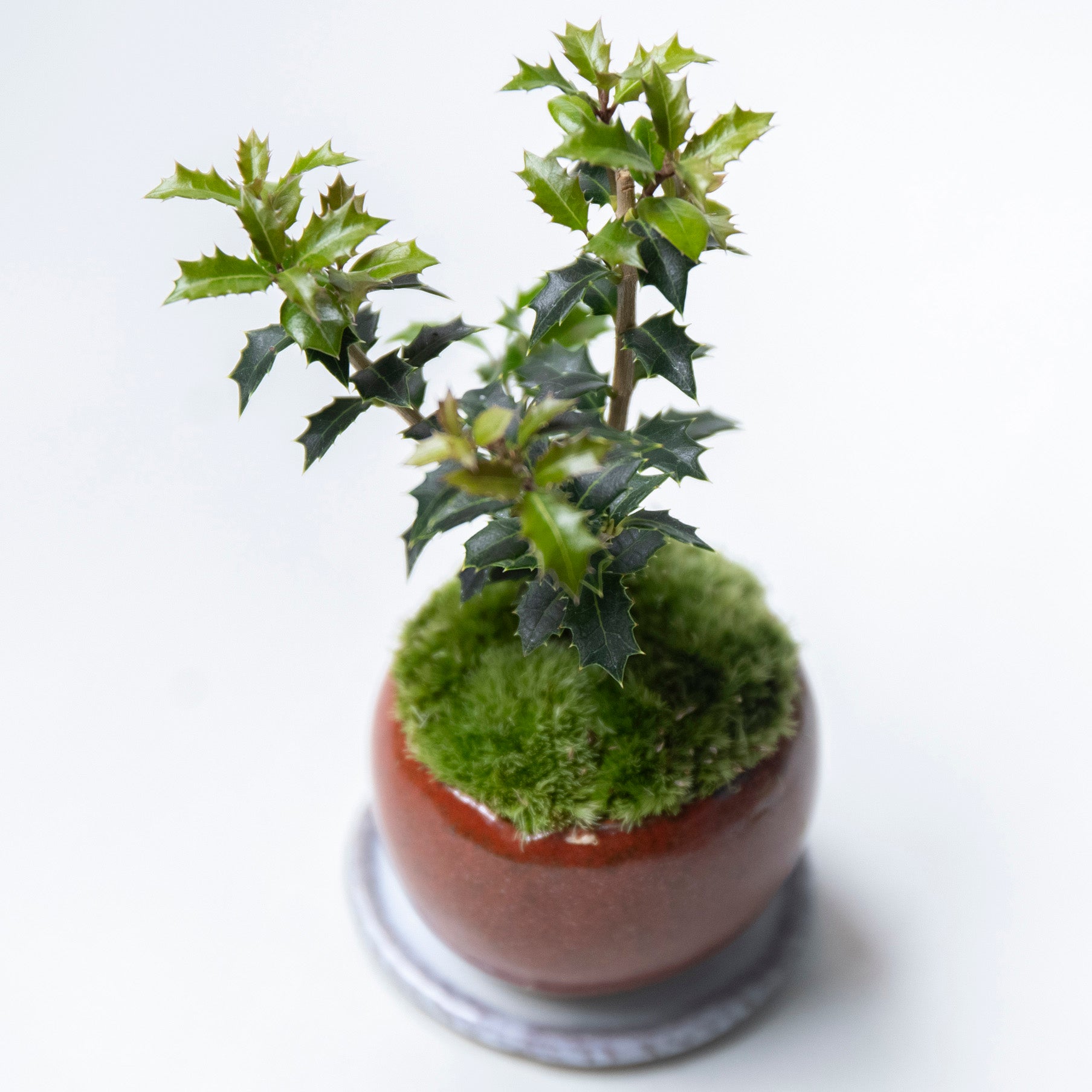 受注販売】四季と盆栽〈冬〉 ｜ ヒイラギ