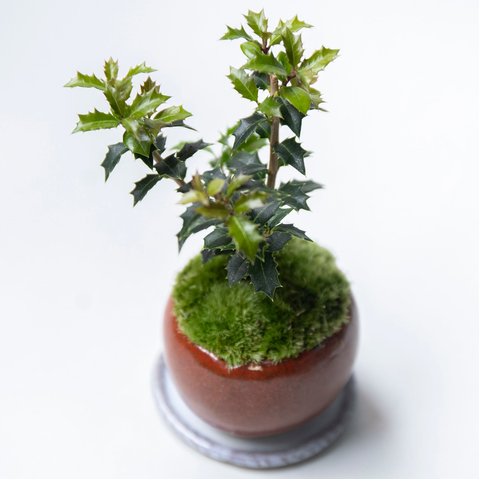 【受注販売】四季と盆栽〈冬〉 ｜ ヒイラギ