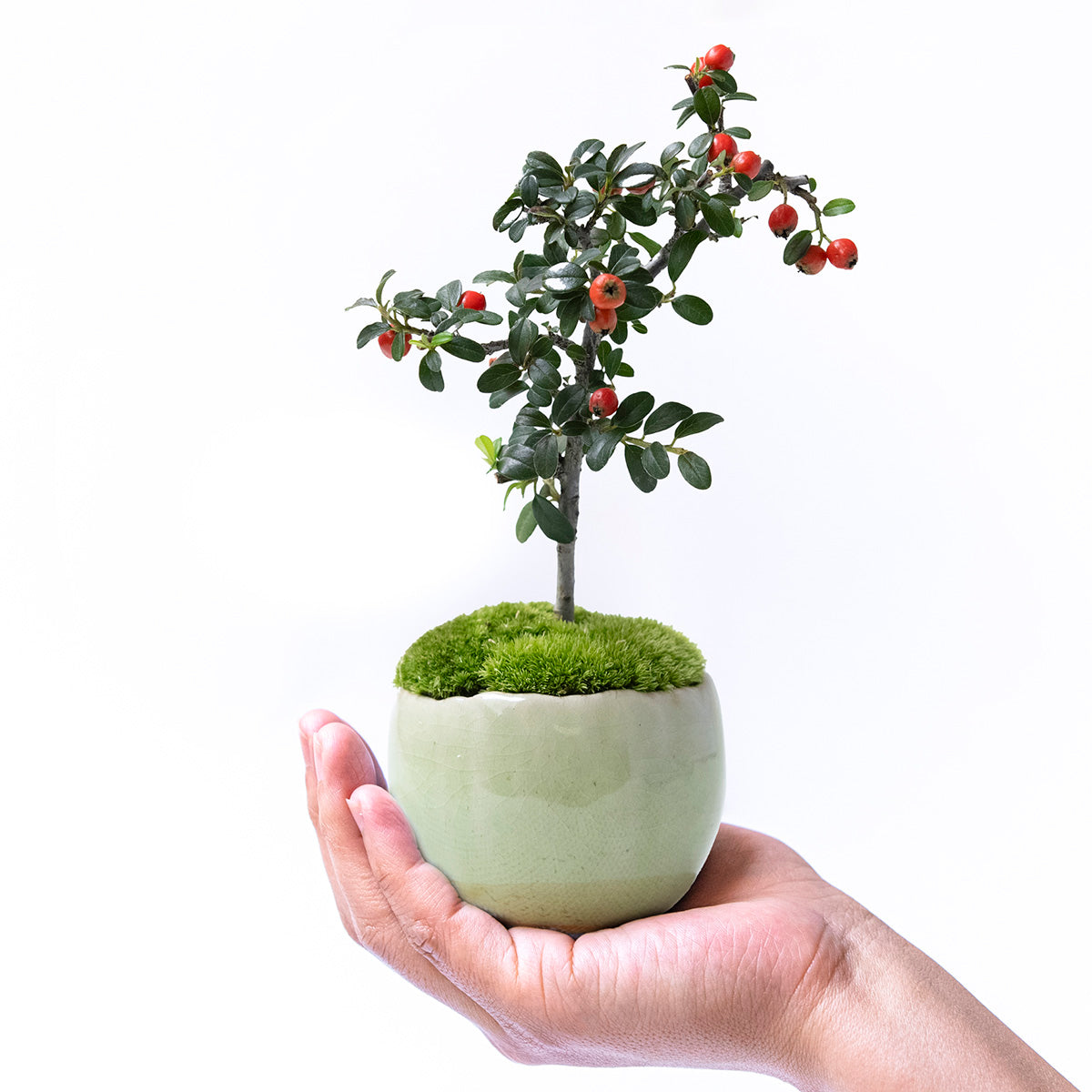 【受注販売】四季と盆栽〈冬〉 ｜ カマツカコケモモ