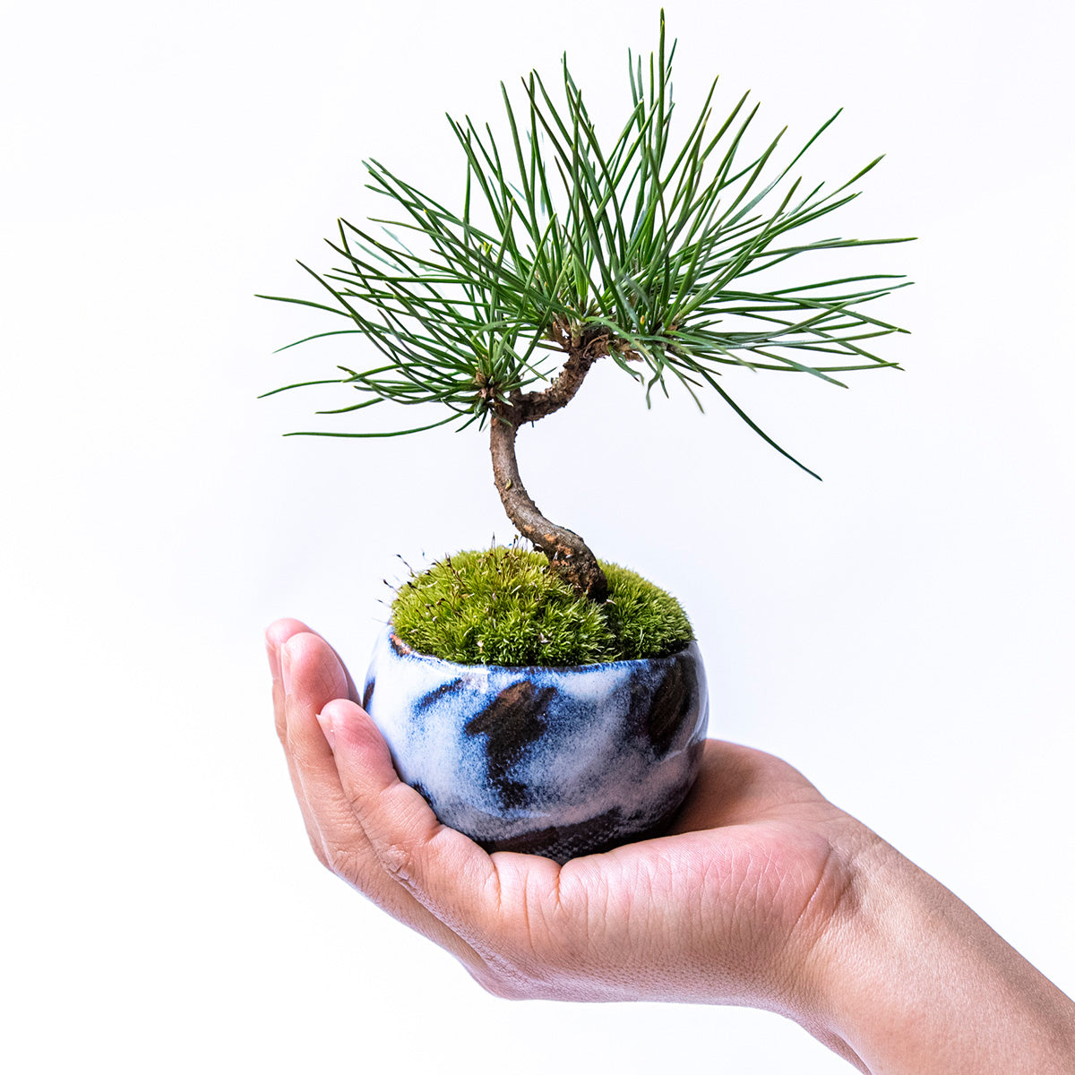 【受注販売】四季と盆栽〈冬〉 ｜ クロマツ