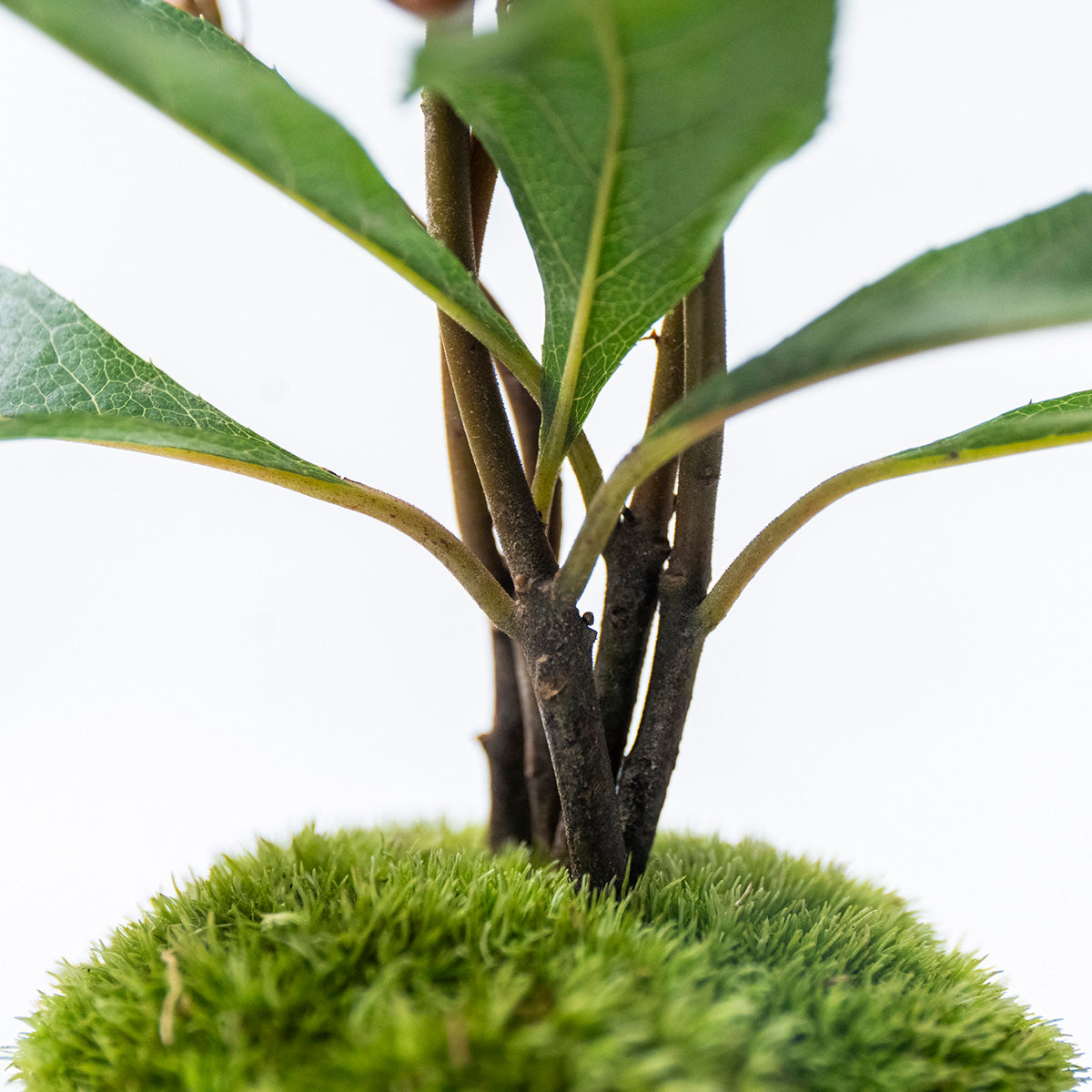 【受注販売】四季と盆栽〈冬〉 ｜ ヤブコウジ（十両）