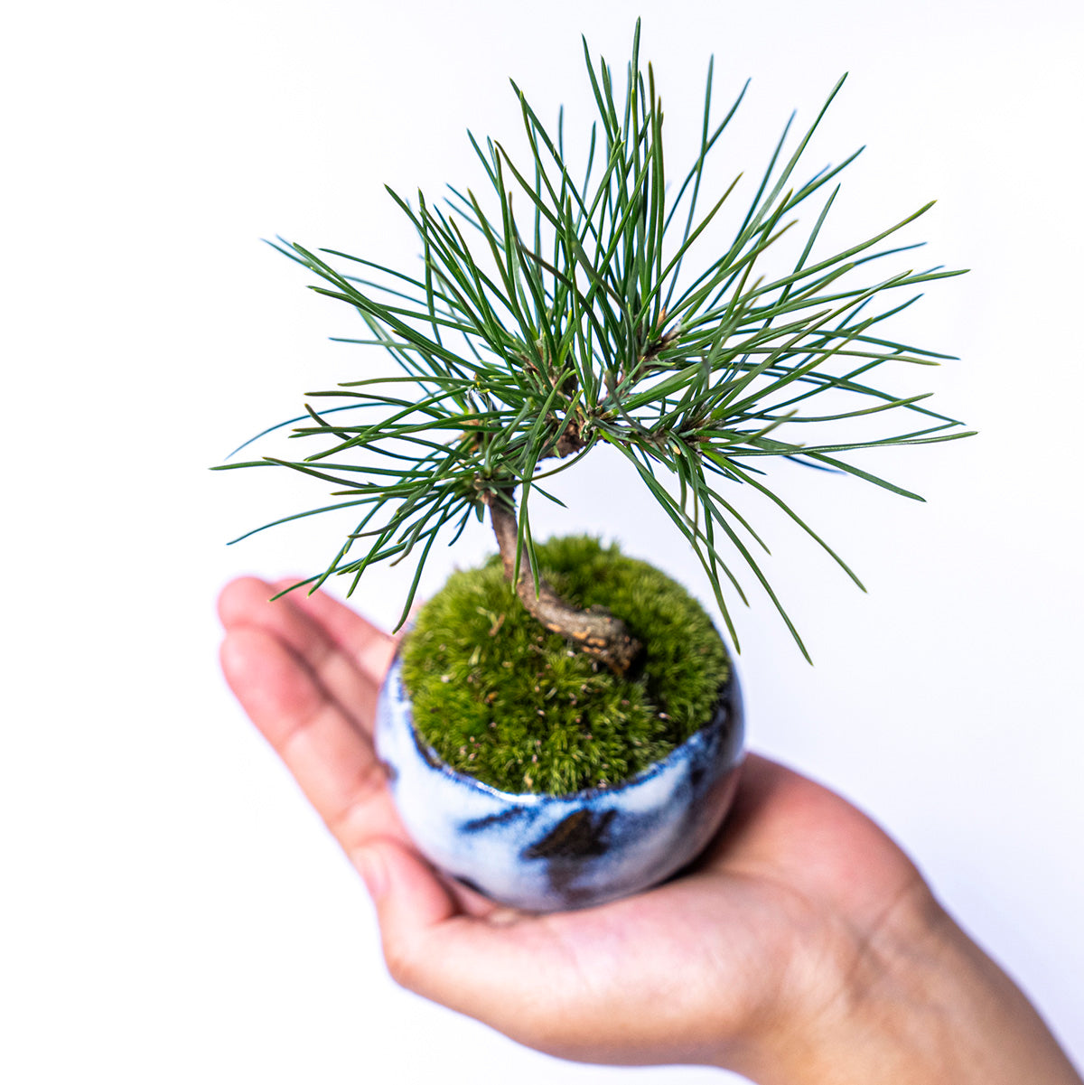 【受注販売】四季と盆栽〈冬〉 ｜ クロマツ