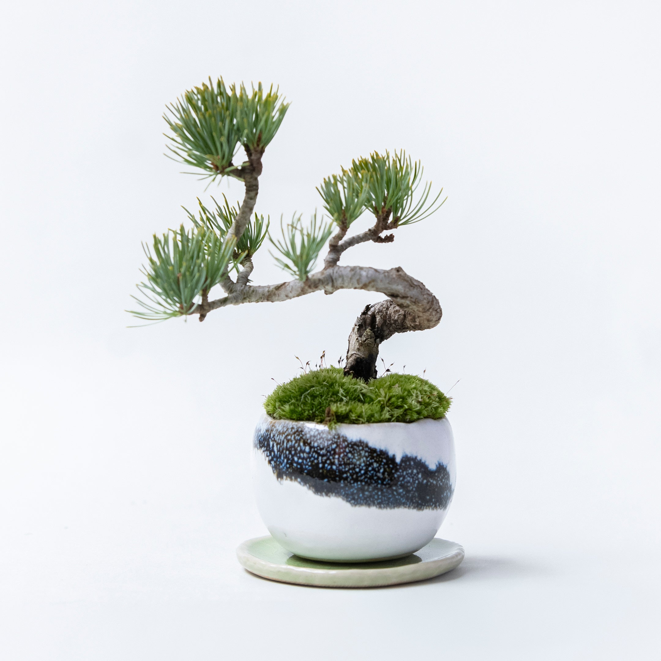 【受注販売】四季と盆栽〈冬〉 ｜ 五葉松