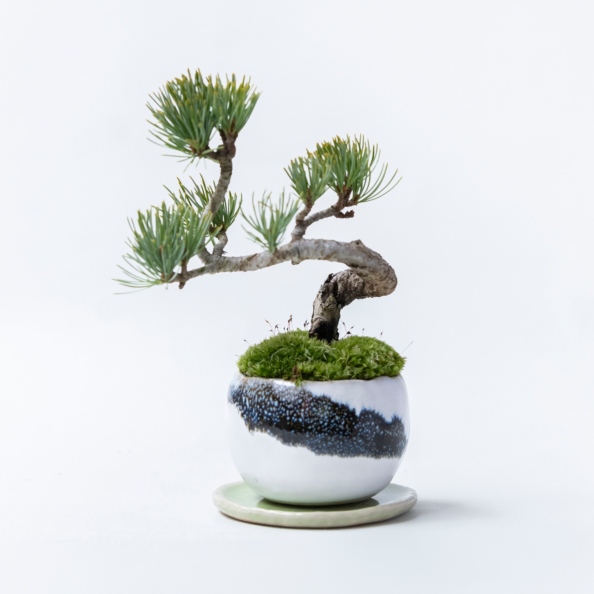 【受注販売】四季と盆栽〈冬〉 ｜ 五葉松