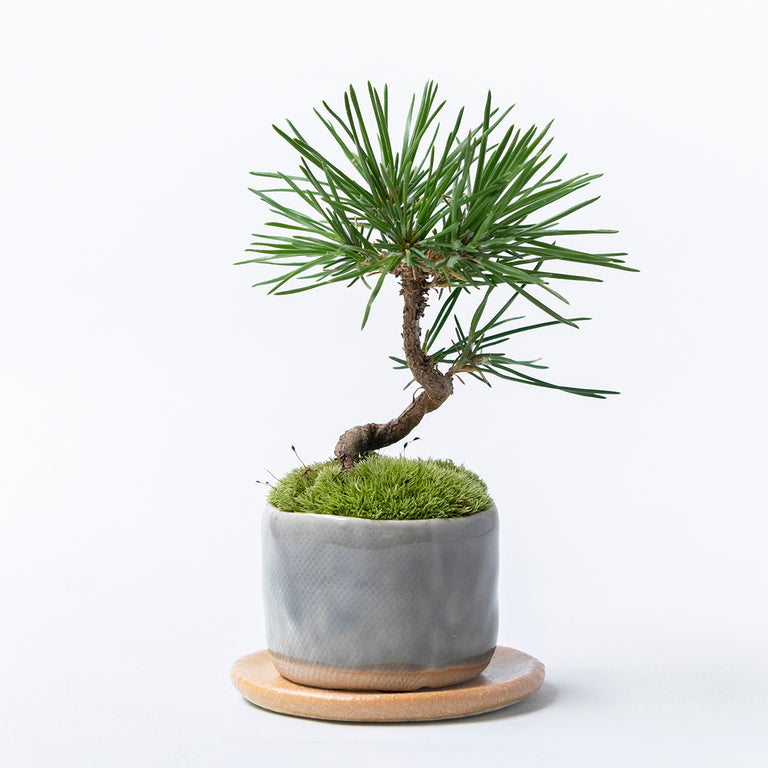 四季と盆栽 極小・小サイズ