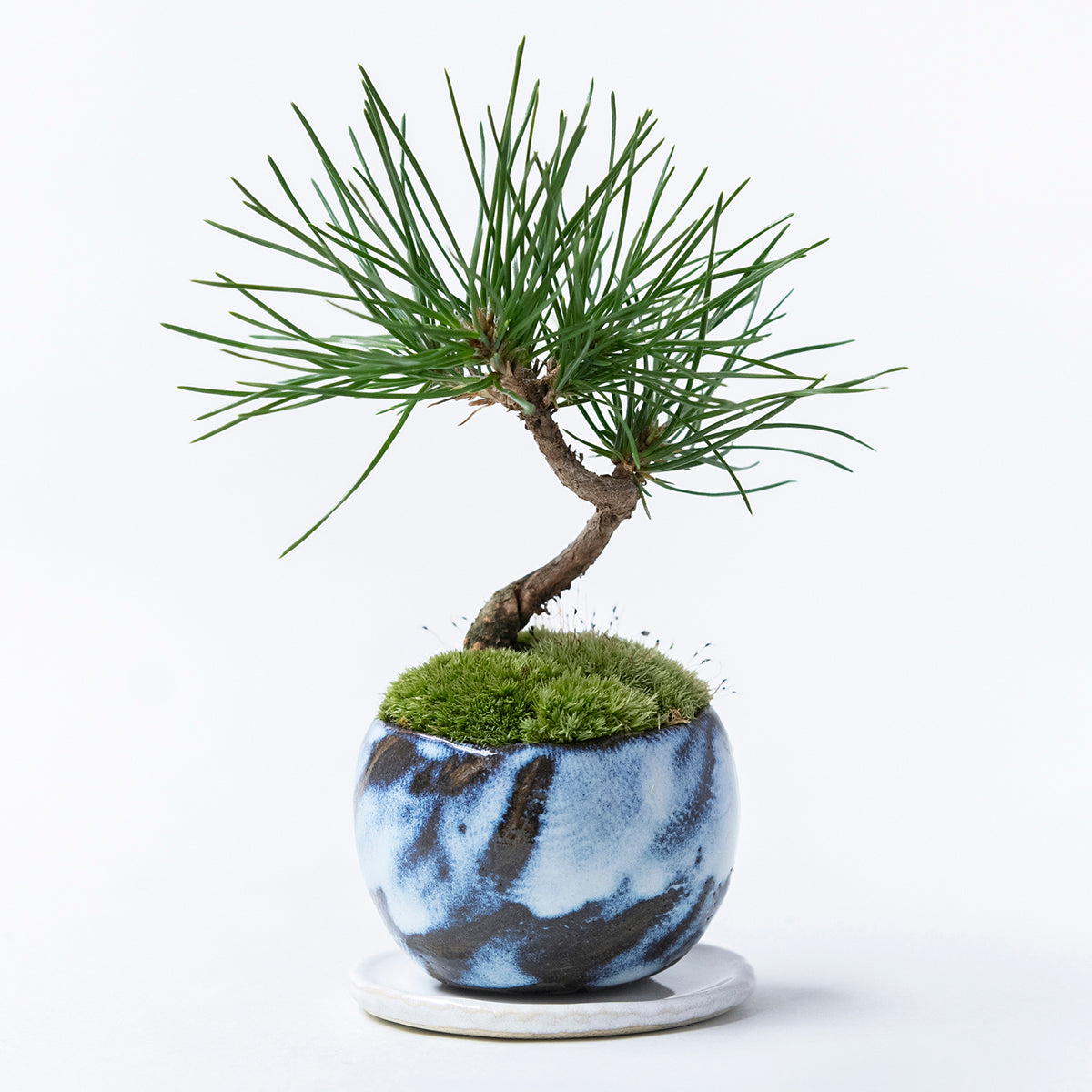 【受注販売】四季と盆栽〈冬〉 ｜ クロマツ