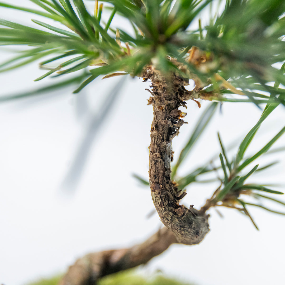 【受注販売】四季と盆栽〈冬〉 ｜ クロマツ