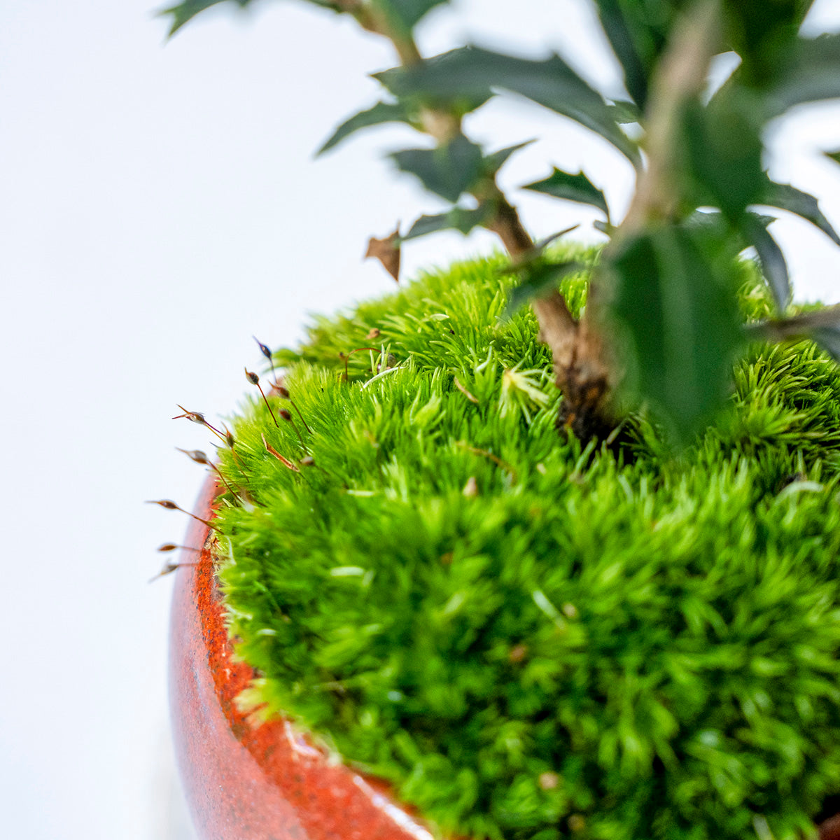 【受注販売】四季と盆栽〈冬〉 ｜ ヒイラギ