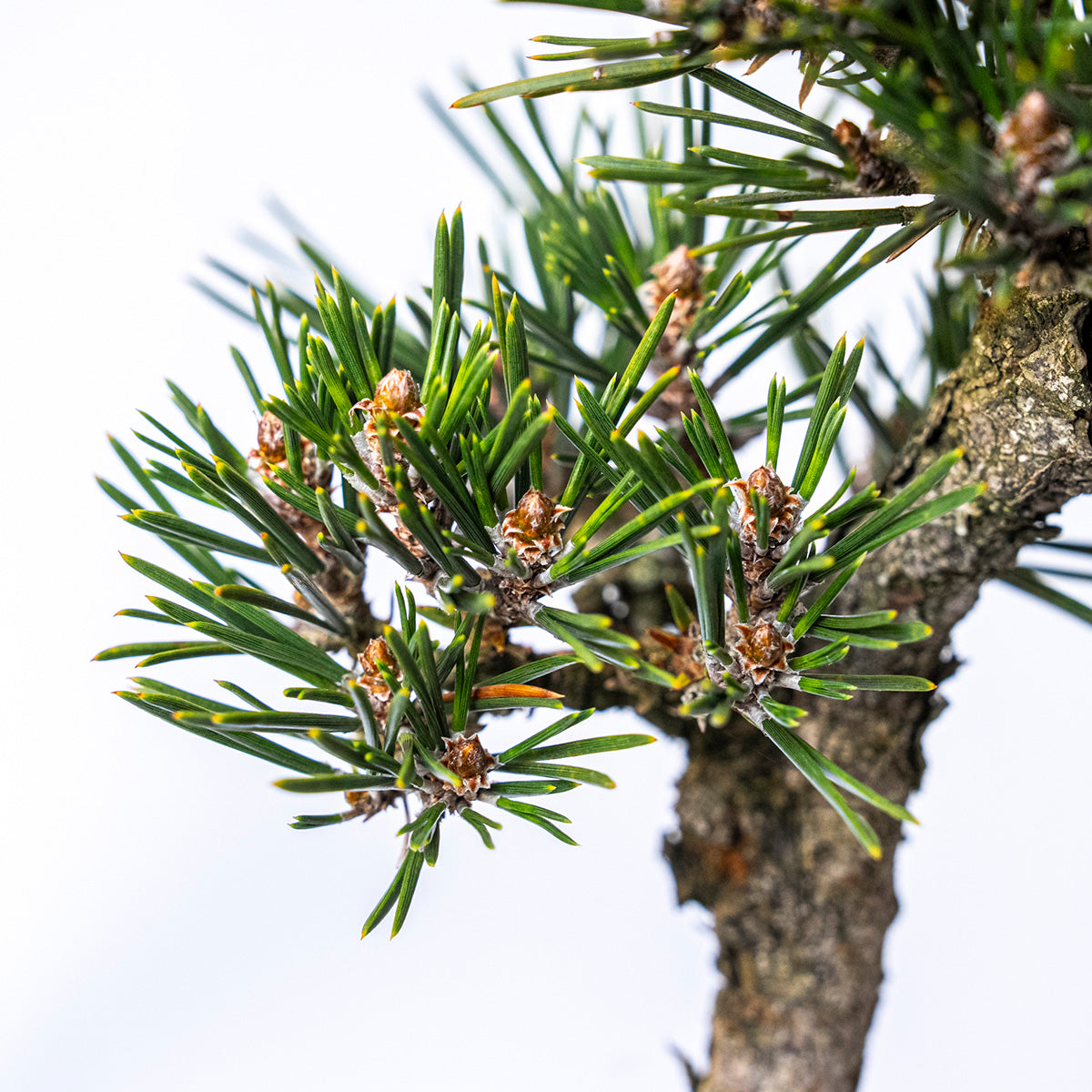 【受注販売】四季と盆栽〈冬〉 ｜ 千寿丸