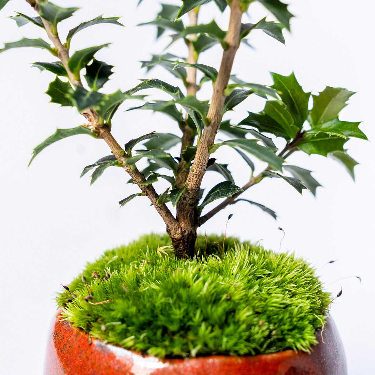 【受注販売】四季と盆栽〈冬〉 ｜ ヒイラギ