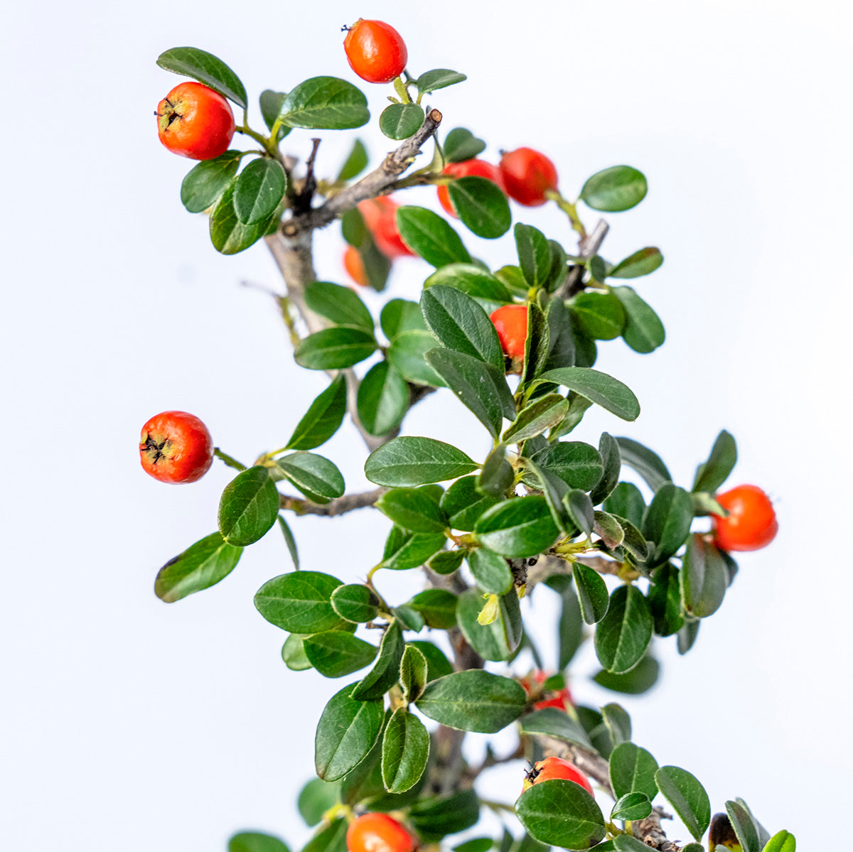 【受注販売】四季と盆栽〈冬〉 ｜ カマツカコケモモ