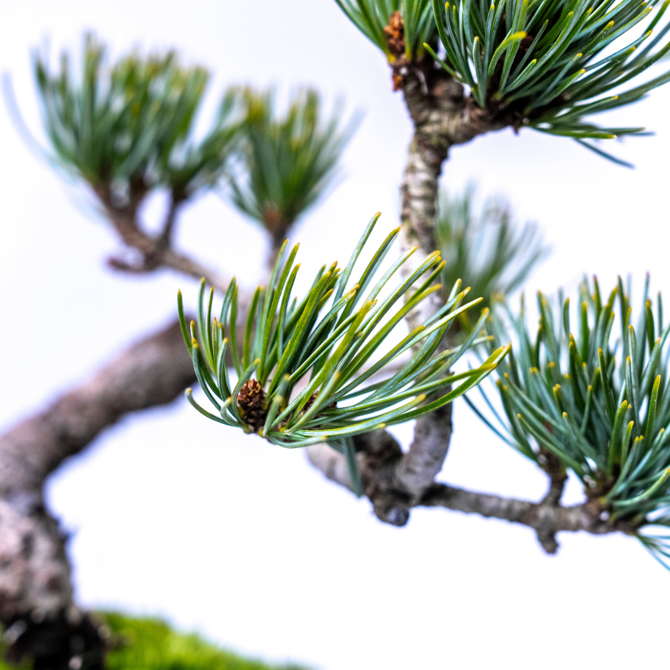 【受注販売】四季と盆栽〈冬〉 ｜ 五葉松