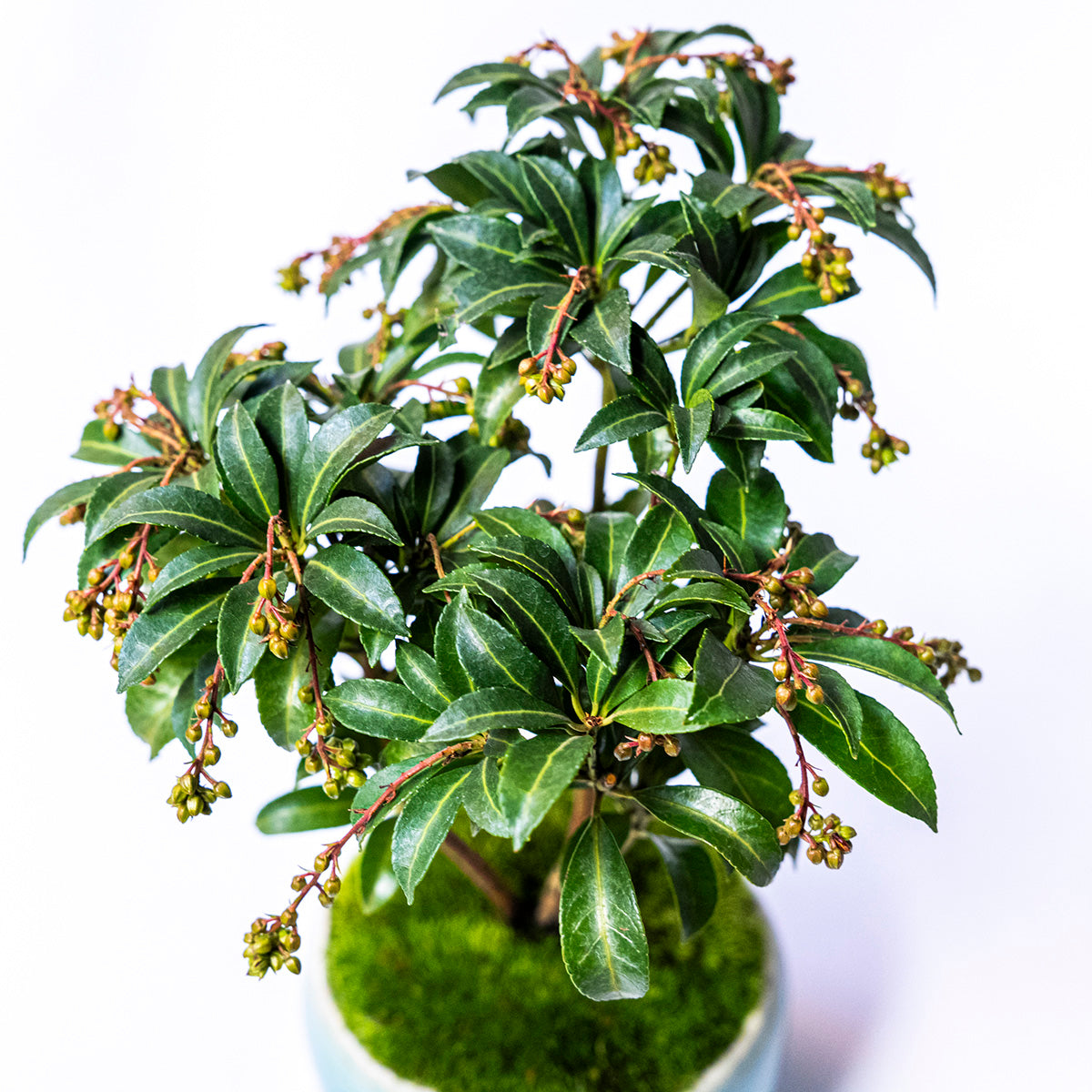 受注販売】四季と盆栽〈冬〉 ｜ アセビ