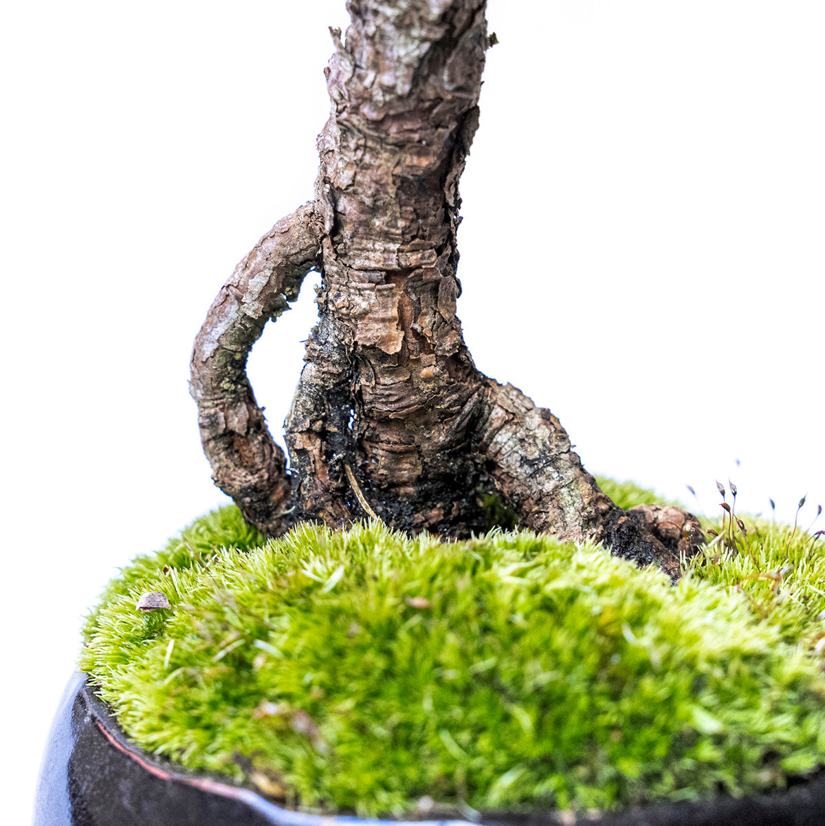 【受注販売】四季と盆栽〈冬〉 ｜ 千寿丸