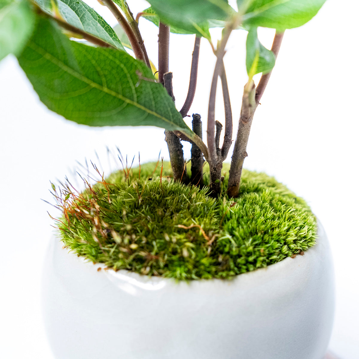 【受注販売】四季と盆栽〈冬〉 ｜ ヤブコウジ（十両）