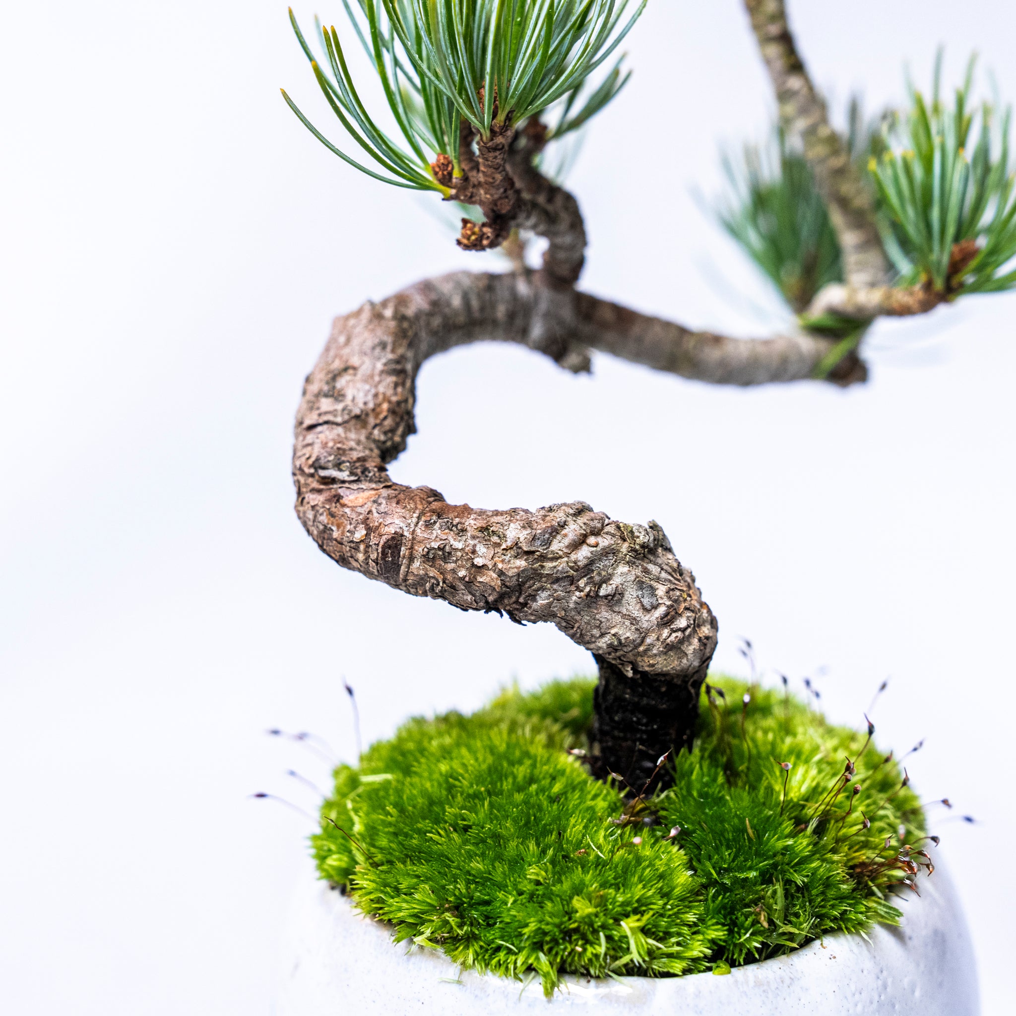【受注販売】四季と盆栽〈冬〉 ｜ 五葉松