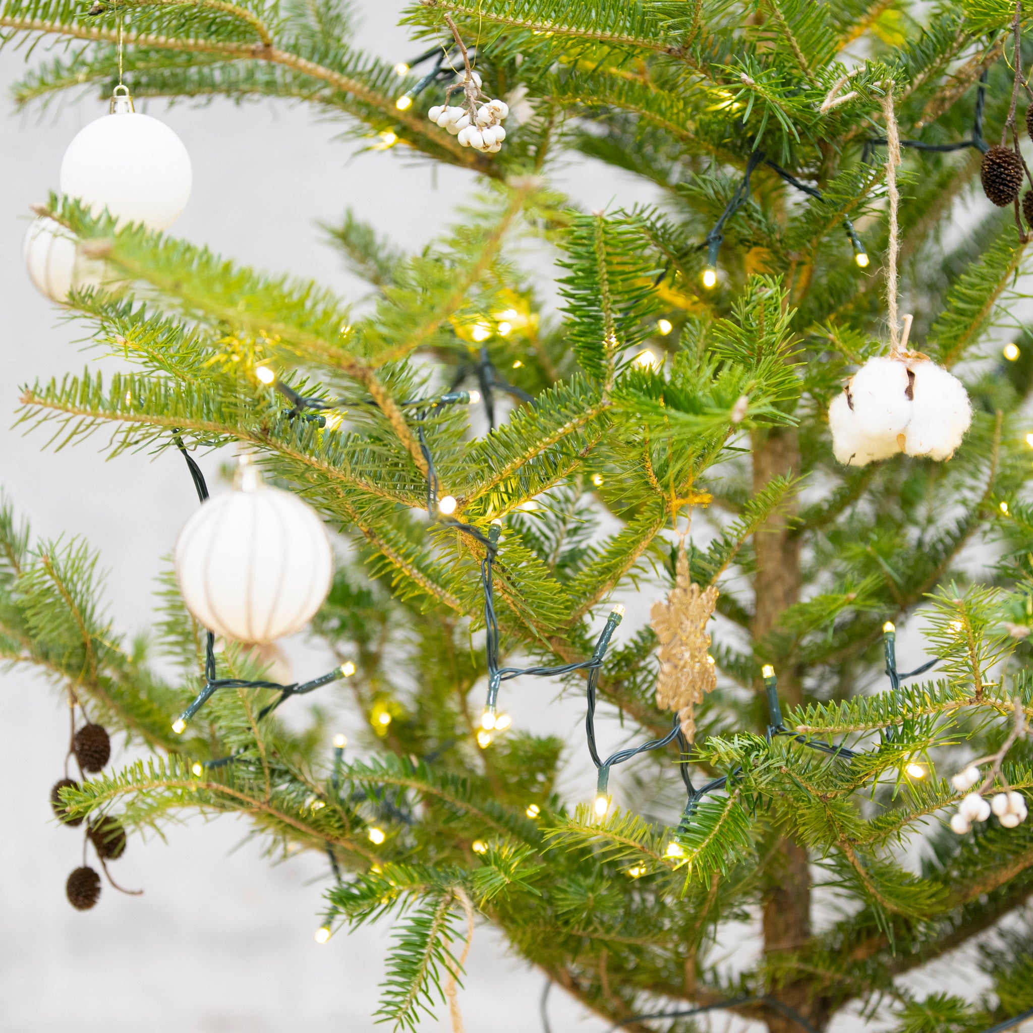 【数量限定】本物の国産もみの木＋専用スタンドセット