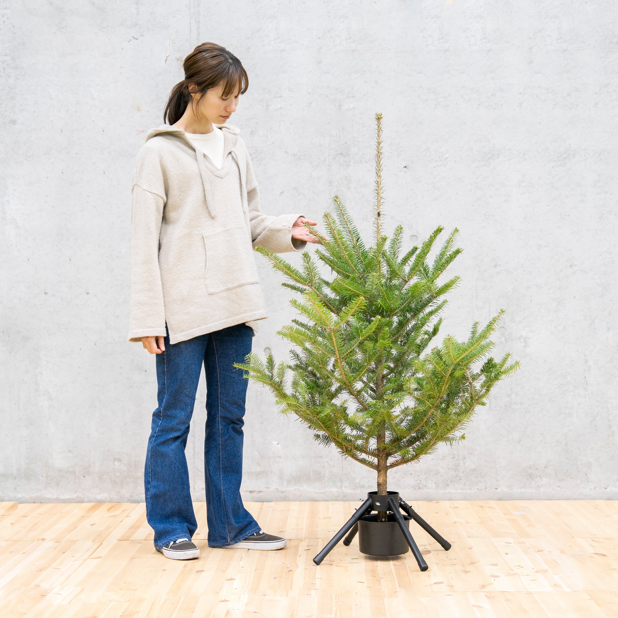 【数量限定】本物の国産もみの木＋専用スタンドセット