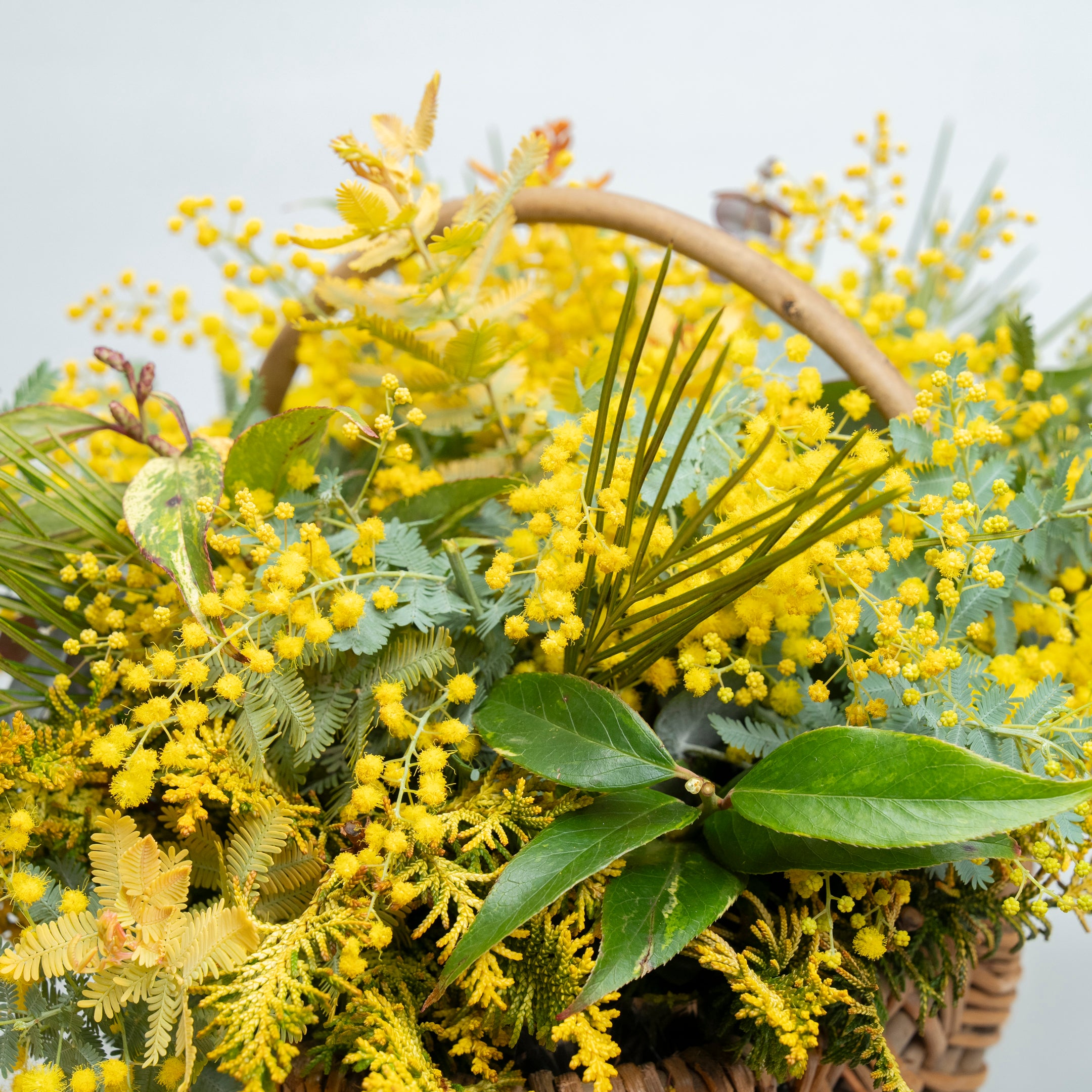 【受注販売】早春の枝ものでつくったミモザバスケット（生花）