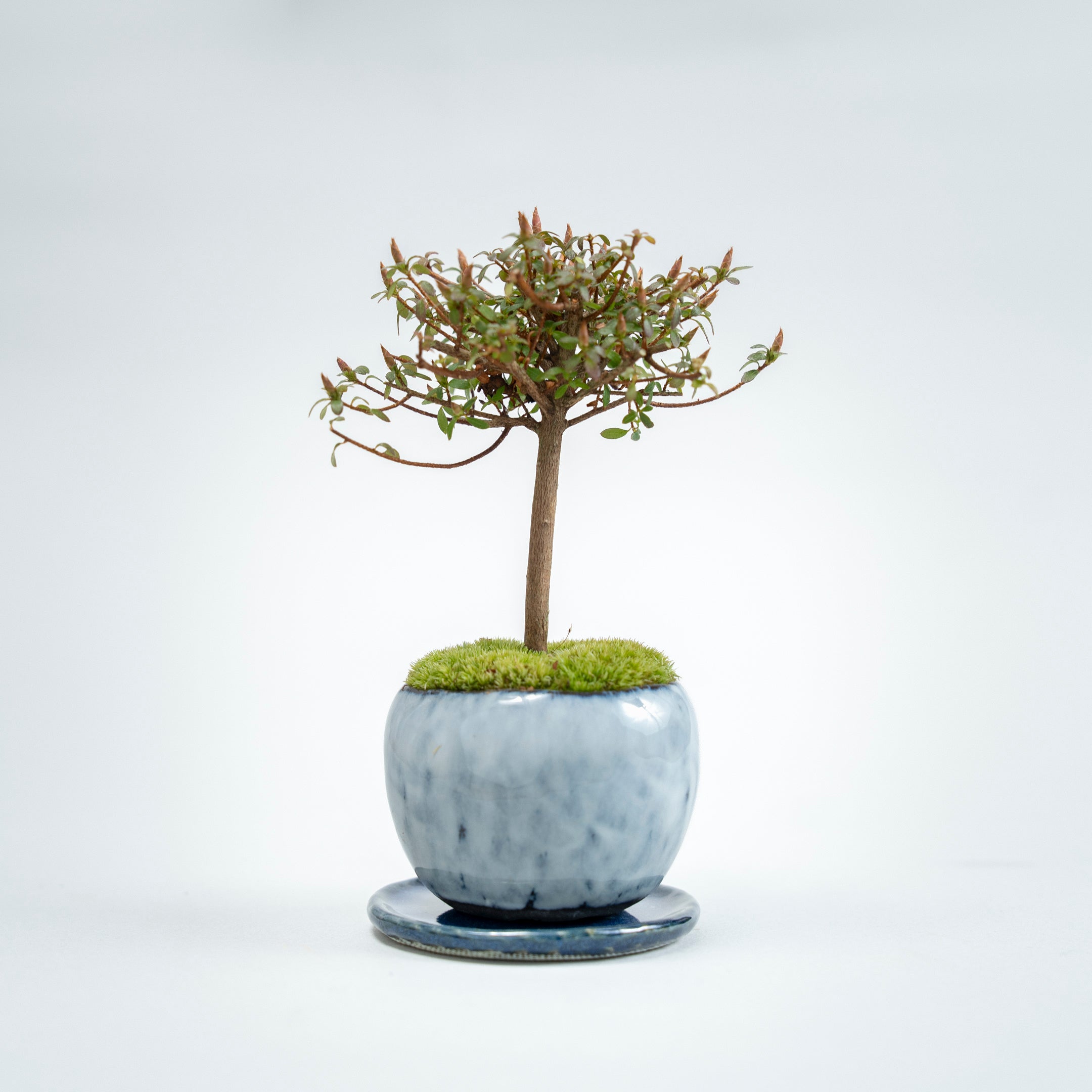 【受注販売】四季と盆栽〈春〉 ｜ コメツツジ