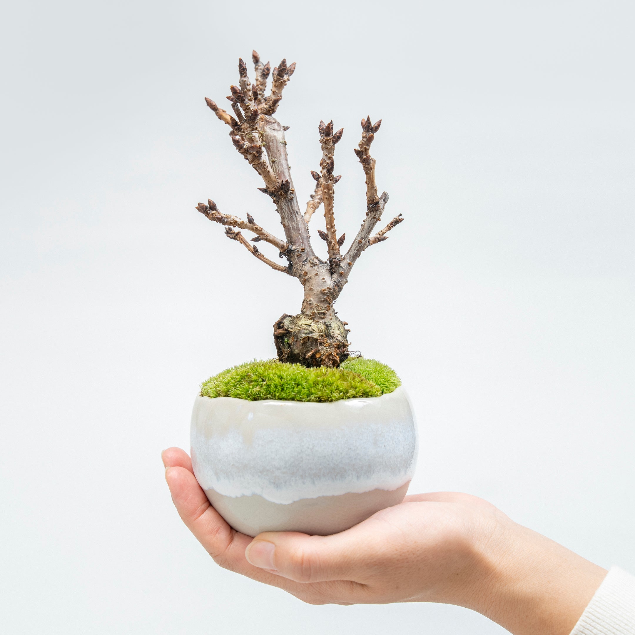 【受注販売】四季と盆栽〈春〉 ｜ 旭山桜