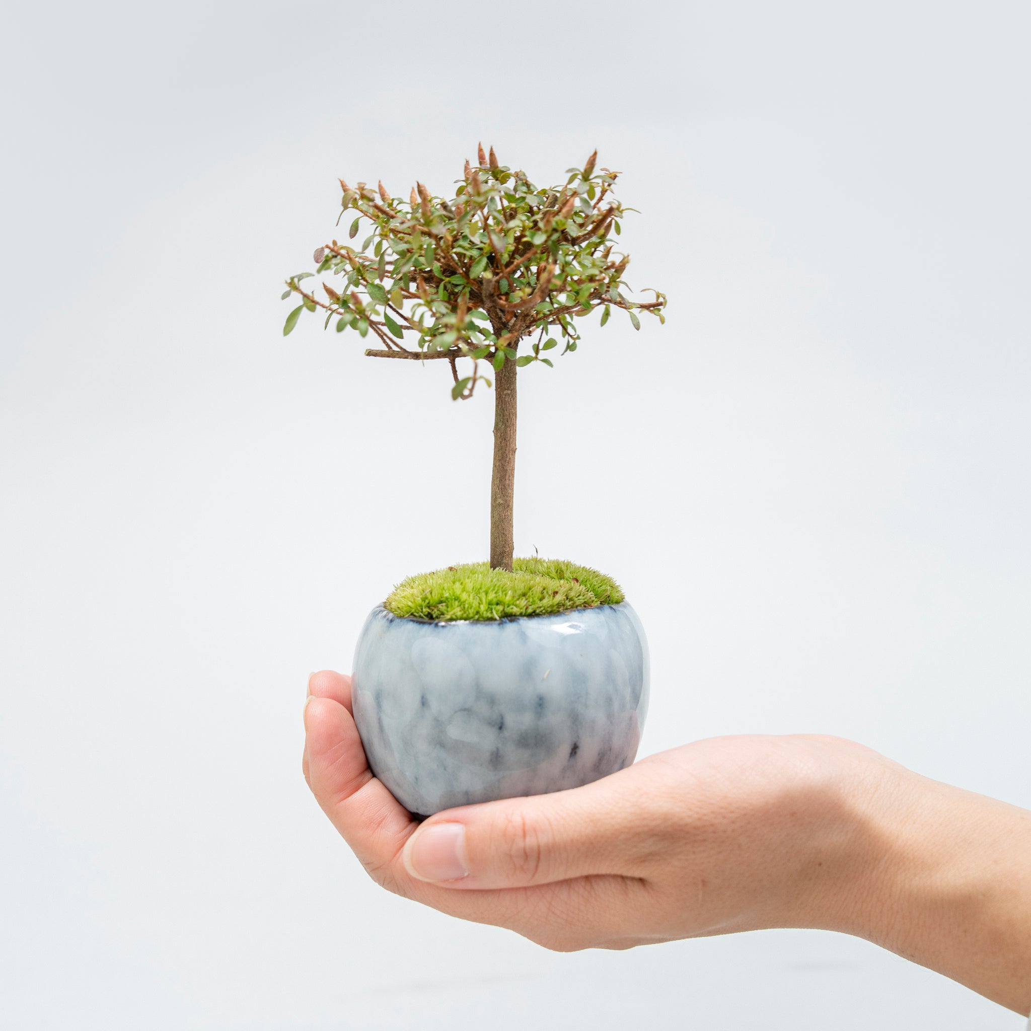 【受注販売】四季と盆栽〈春〉 ｜ コメツツジ