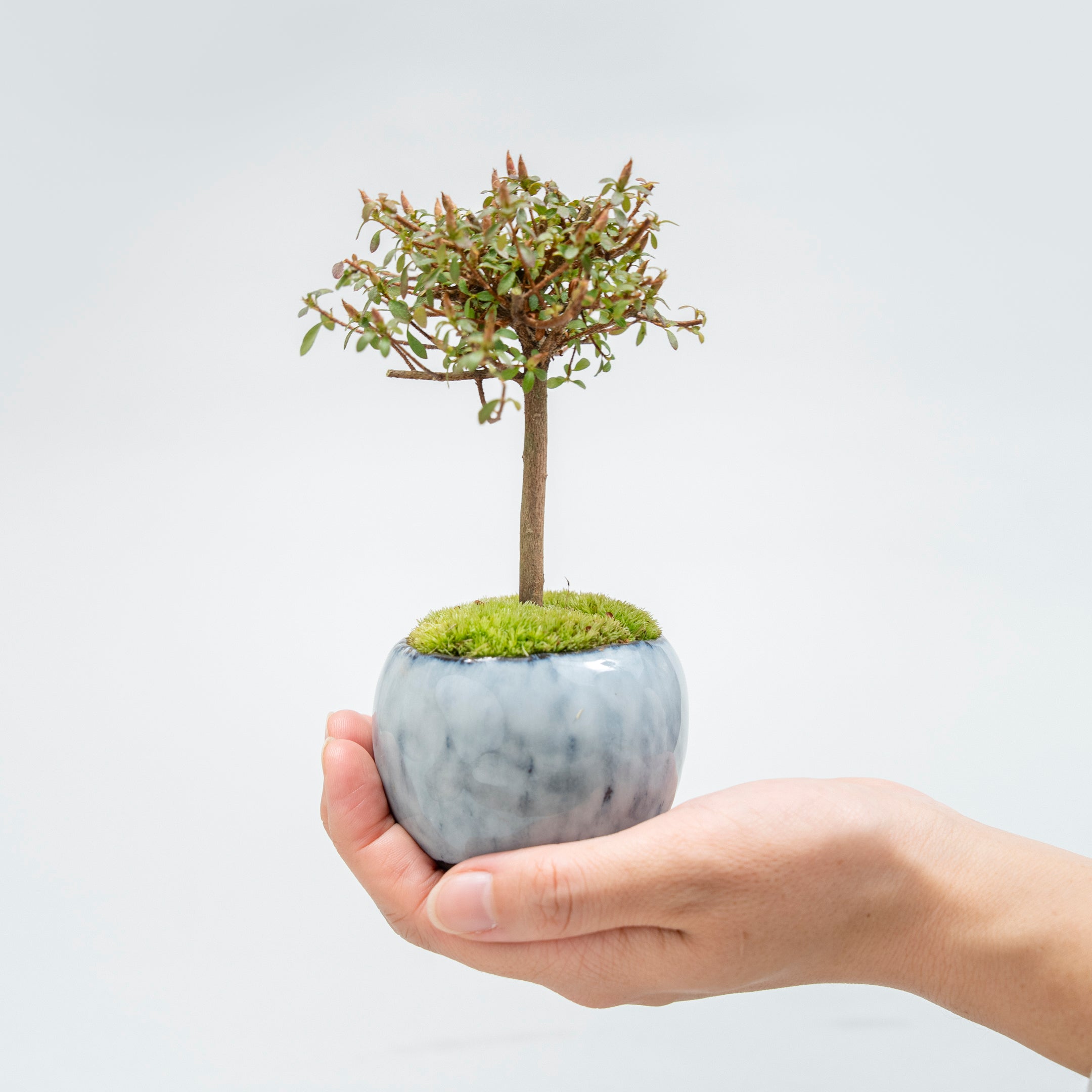 【受注販売】四季と盆栽〈春〉 ｜ コメツツジ