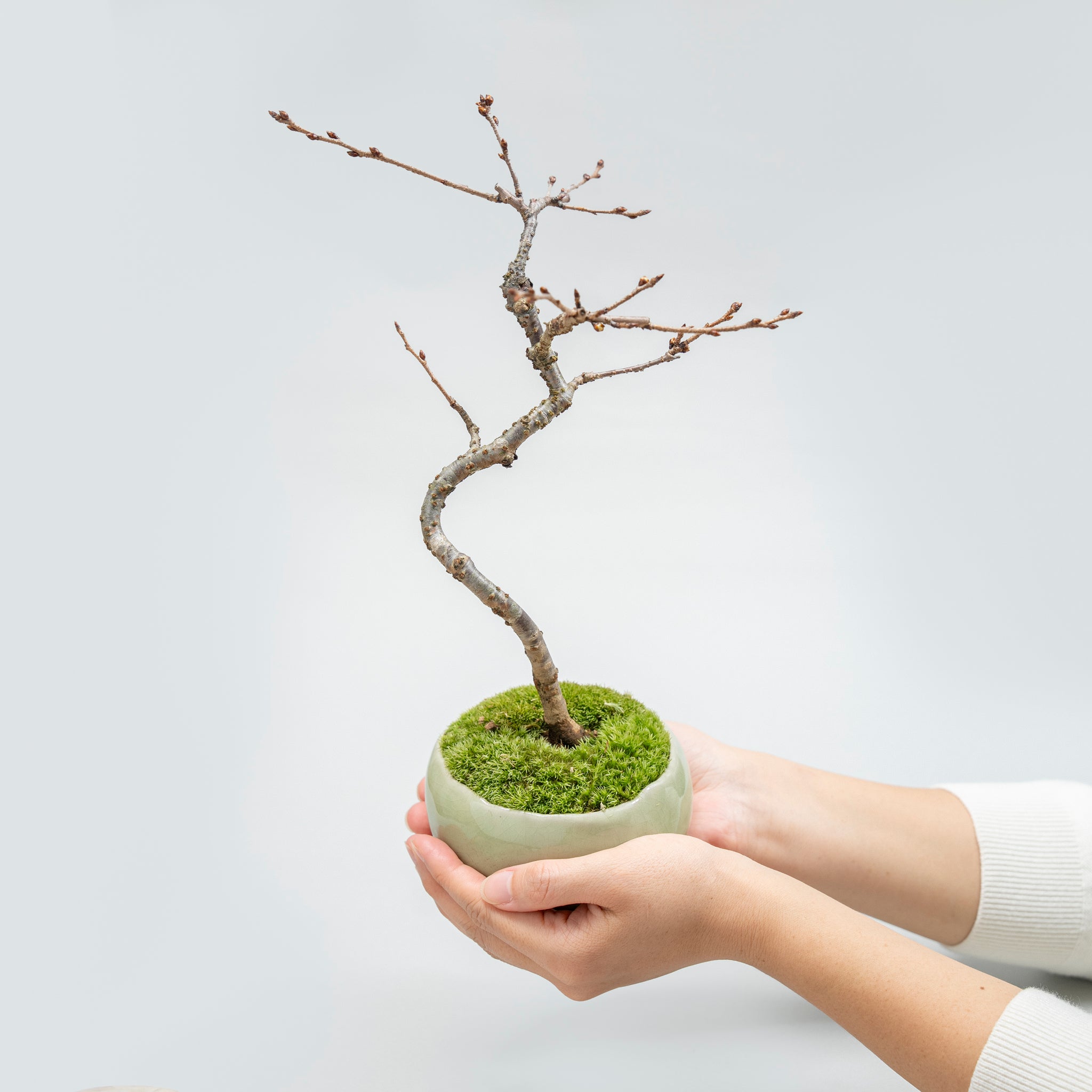 【受注販売】四季と盆栽〈春〉 ｜ 十月桜