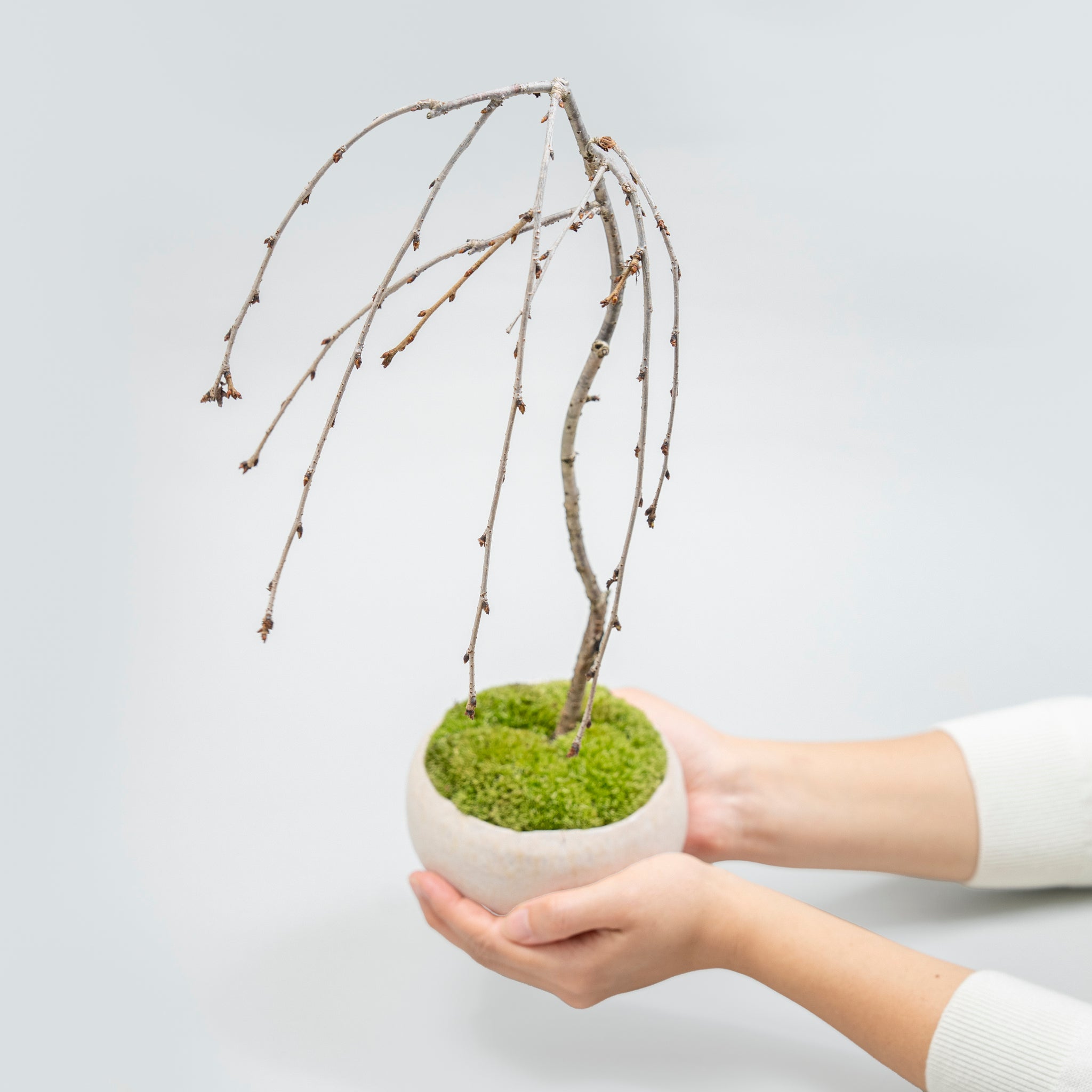 【受注販売】四季と盆栽〈春〉 ｜ 枝垂れ桜