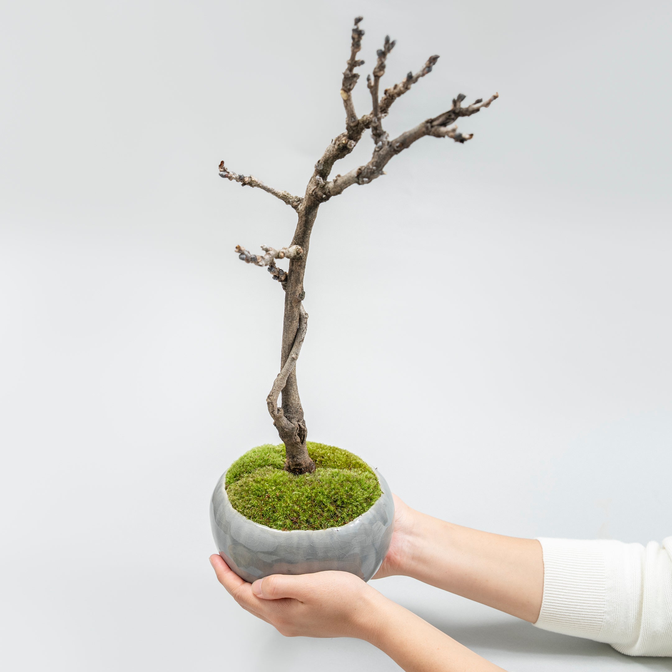 【受注販売】四季と盆栽〈春〉 ｜ 藤