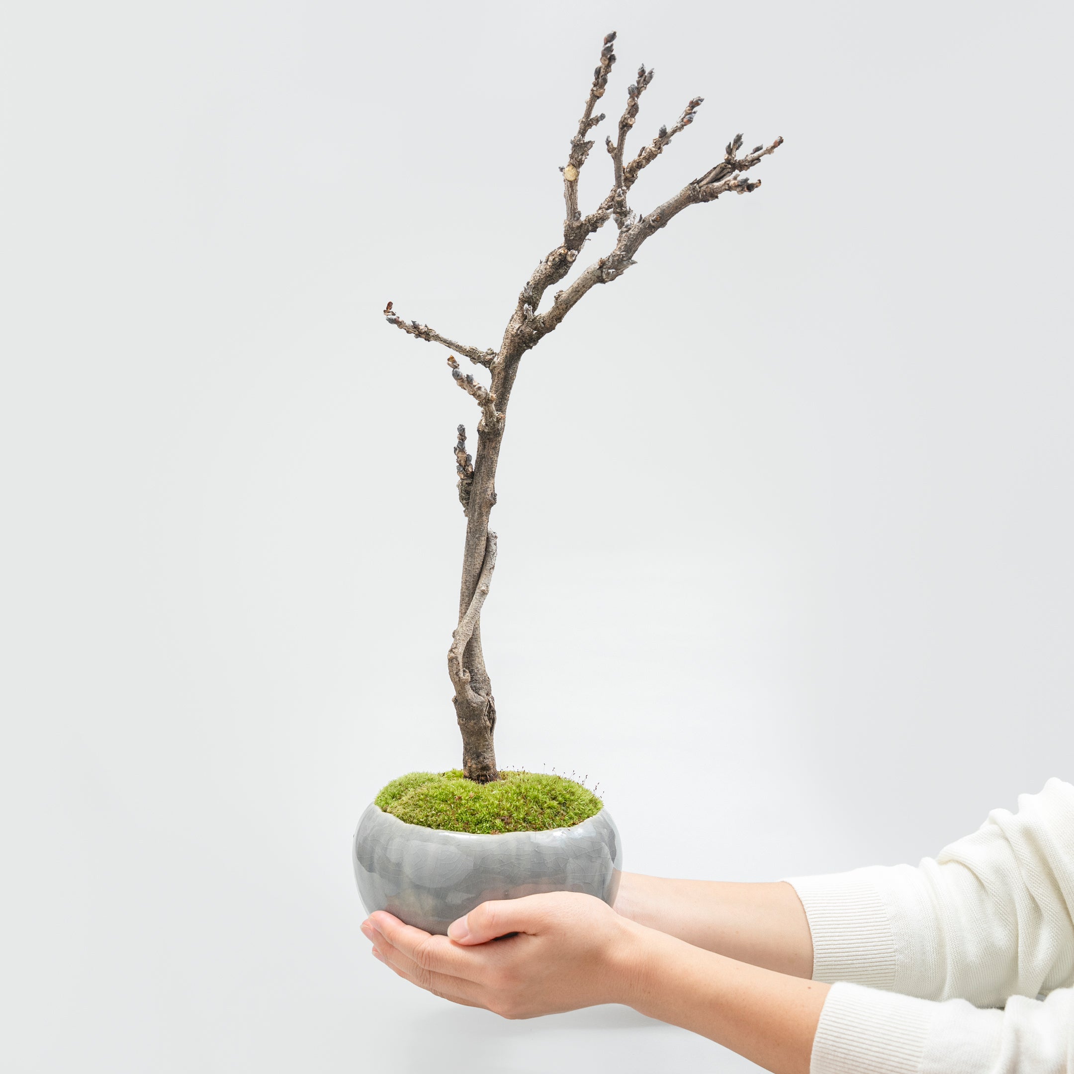 【受注販売】四季と盆栽〈春〉 ｜ 藤