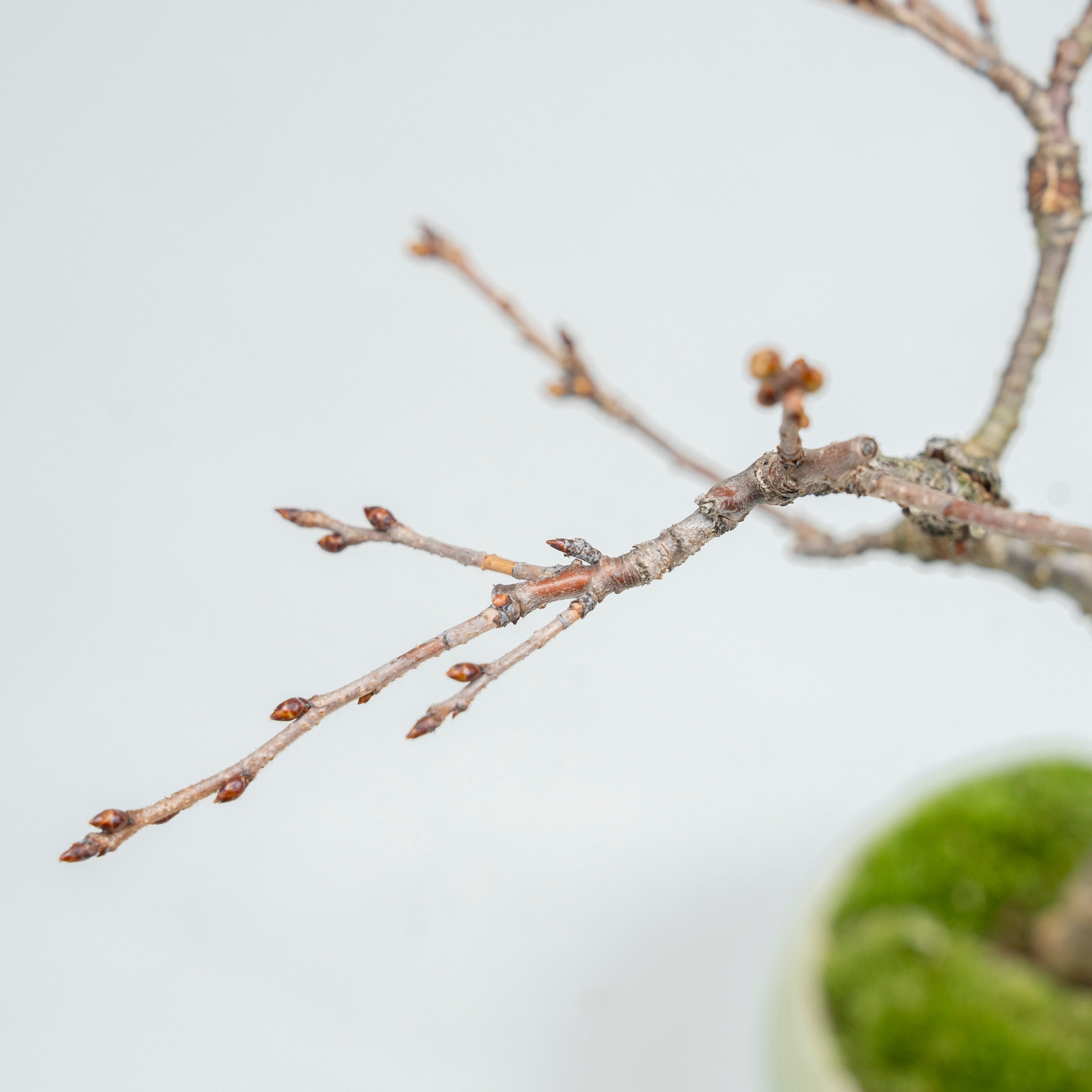 【受注販売】四季と盆栽〈春〉 ｜ 十月桜