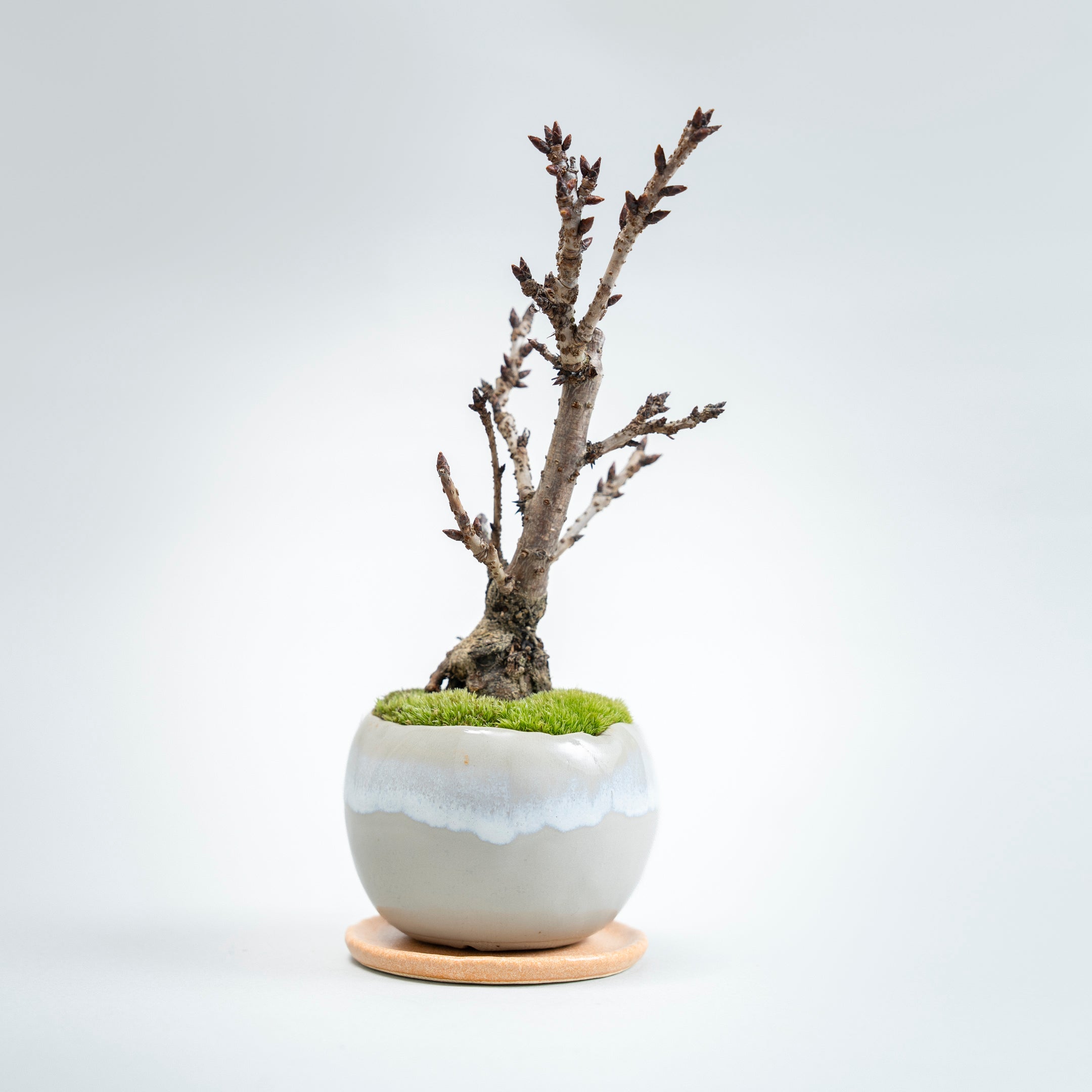 【受注販売】四季と盆栽〈春〉 ｜ 旭山桜