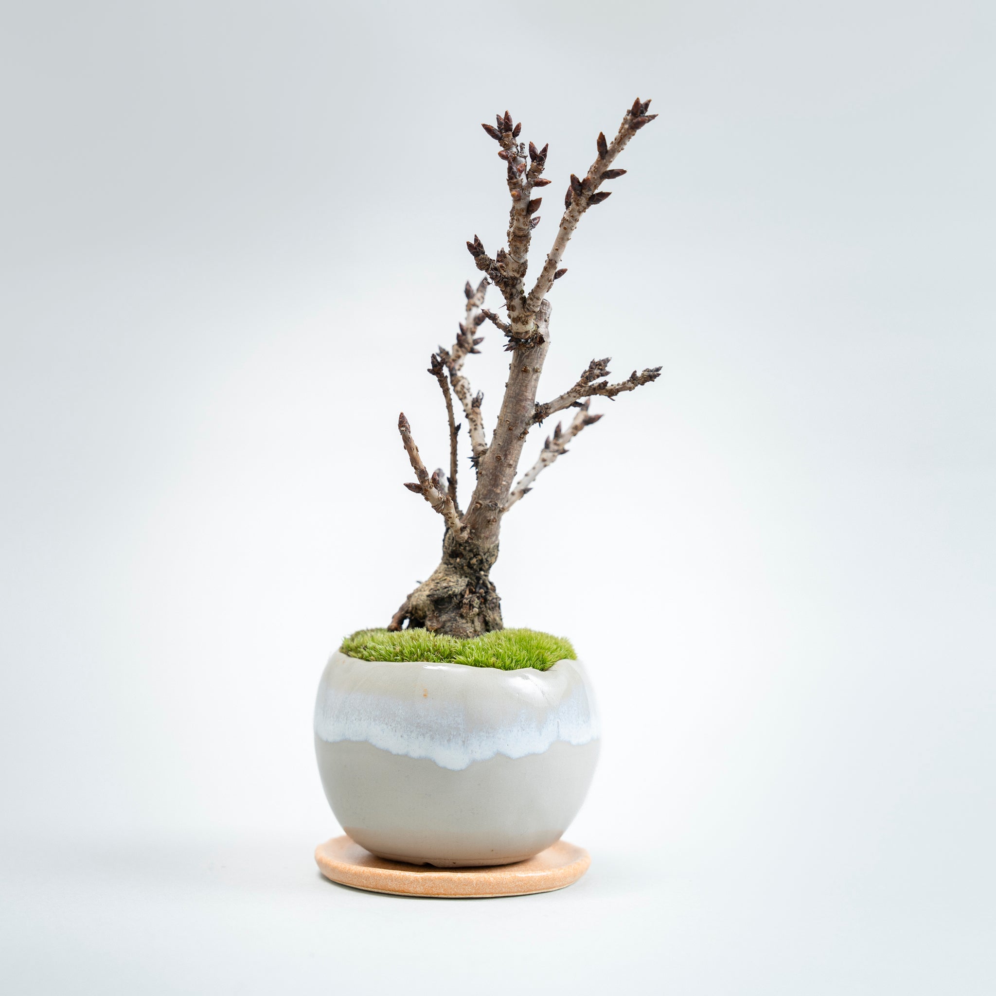 【受注販売】四季と盆栽〈春〉 ｜ 旭山桜