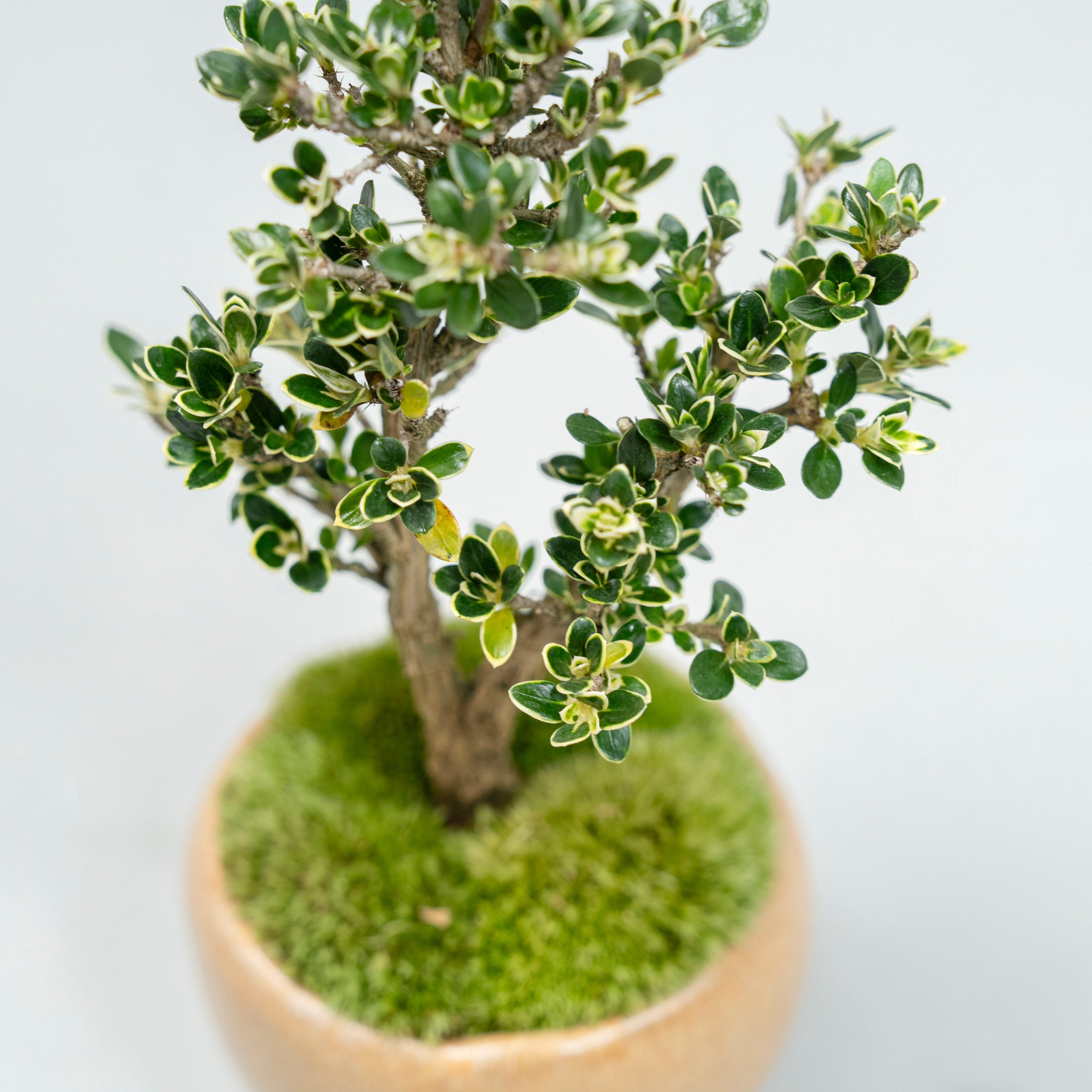 【受注販売】四季と盆栽〈春〉 ｜ 白鳥花（ハクチョウゲ）