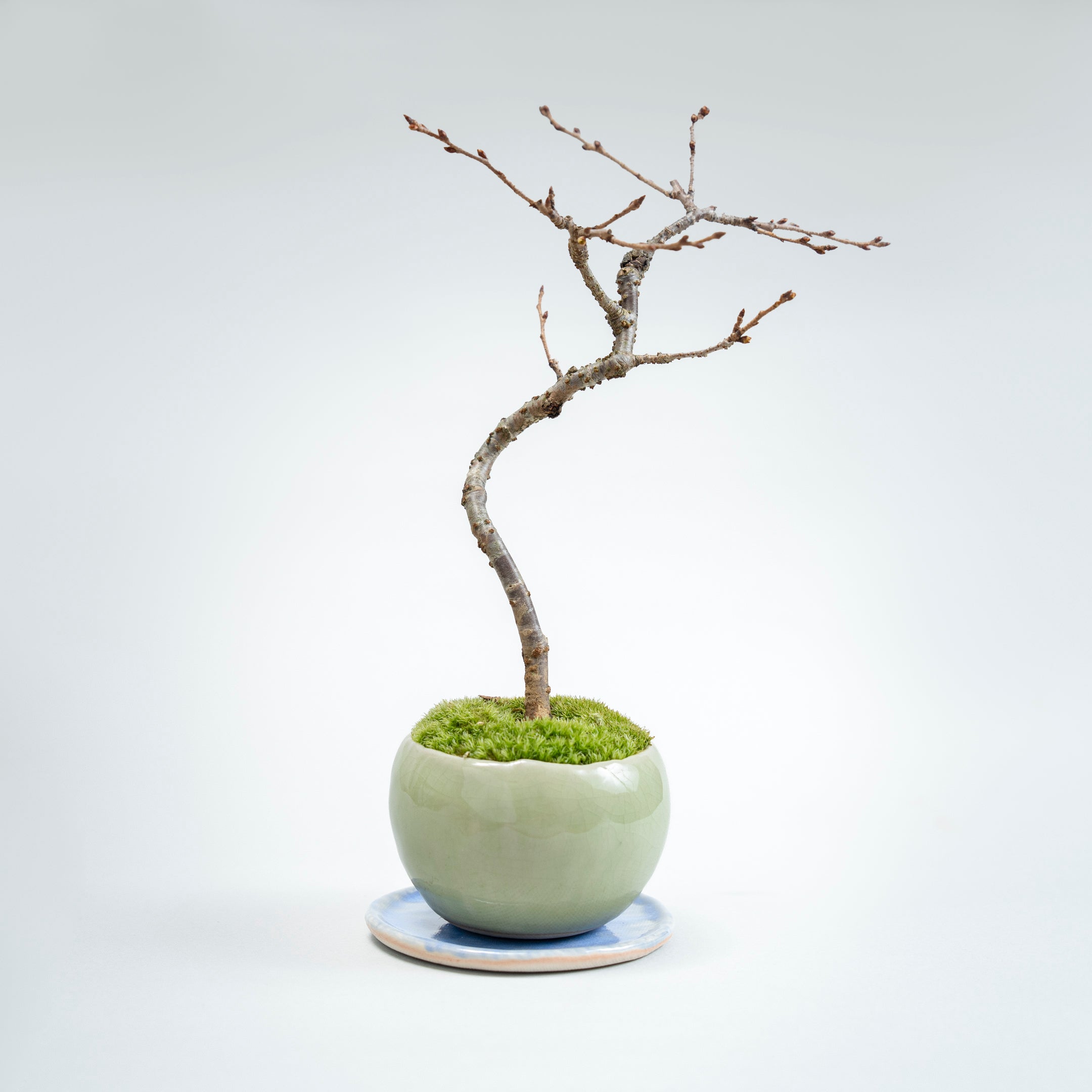 【受注販売】四季と盆栽〈春〉 ｜ 十月桜