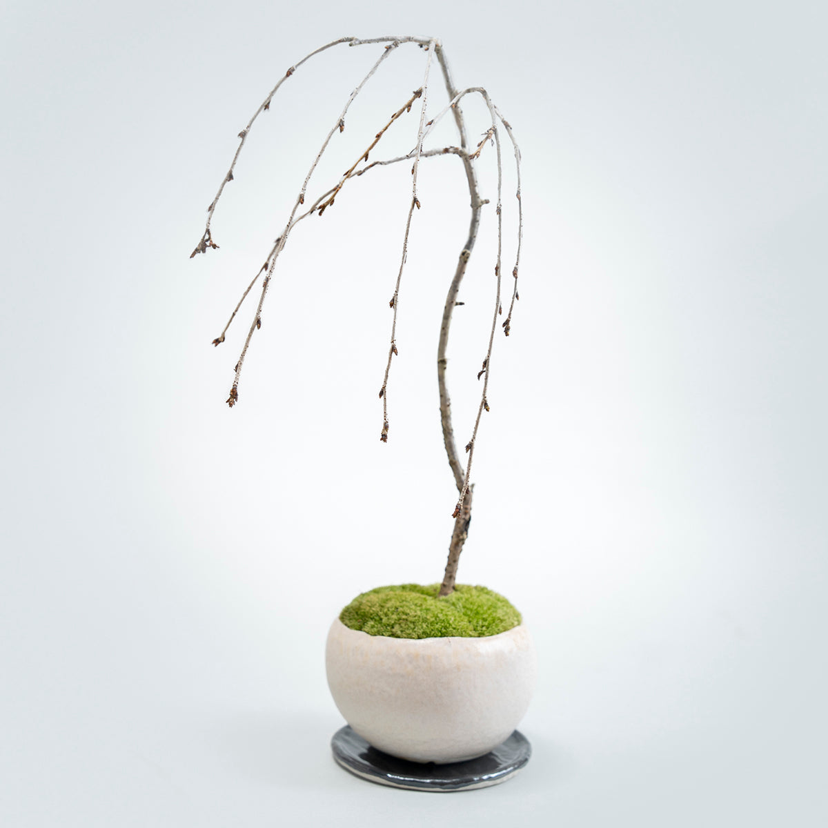 【受注販売】四季と盆栽〈春〉 ｜ 枝垂れ桜