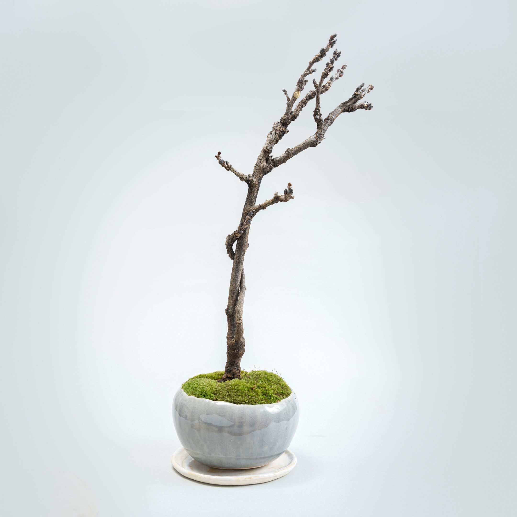 【受注販売】四季と盆栽〈春〉 ｜ 藤
