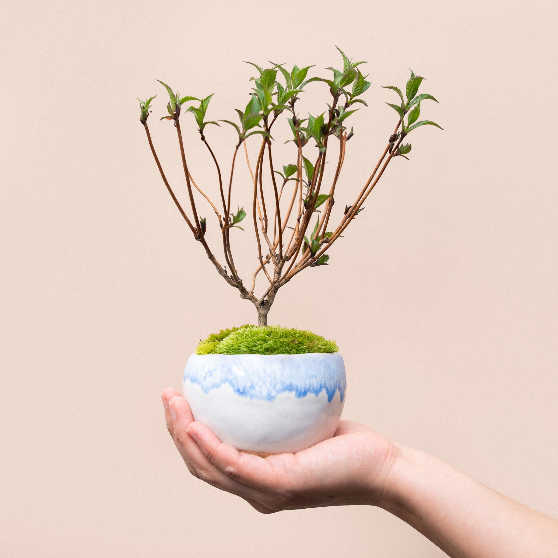 【受注販売】四季と盆栽〈晩春〉 ｜ ヤマアジサイ 藍姫