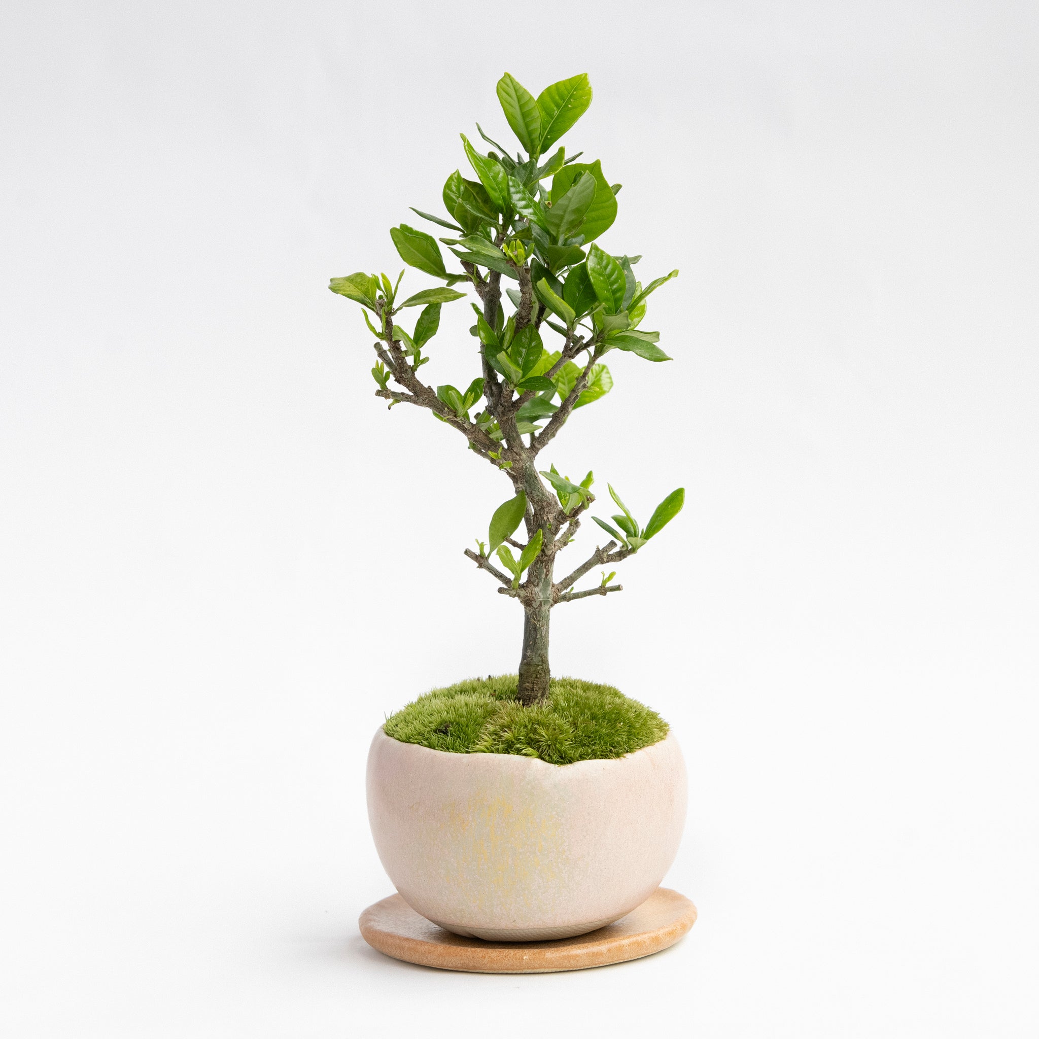 [Pre-Order] Seasons and Bonsai: Summer | Gardenia