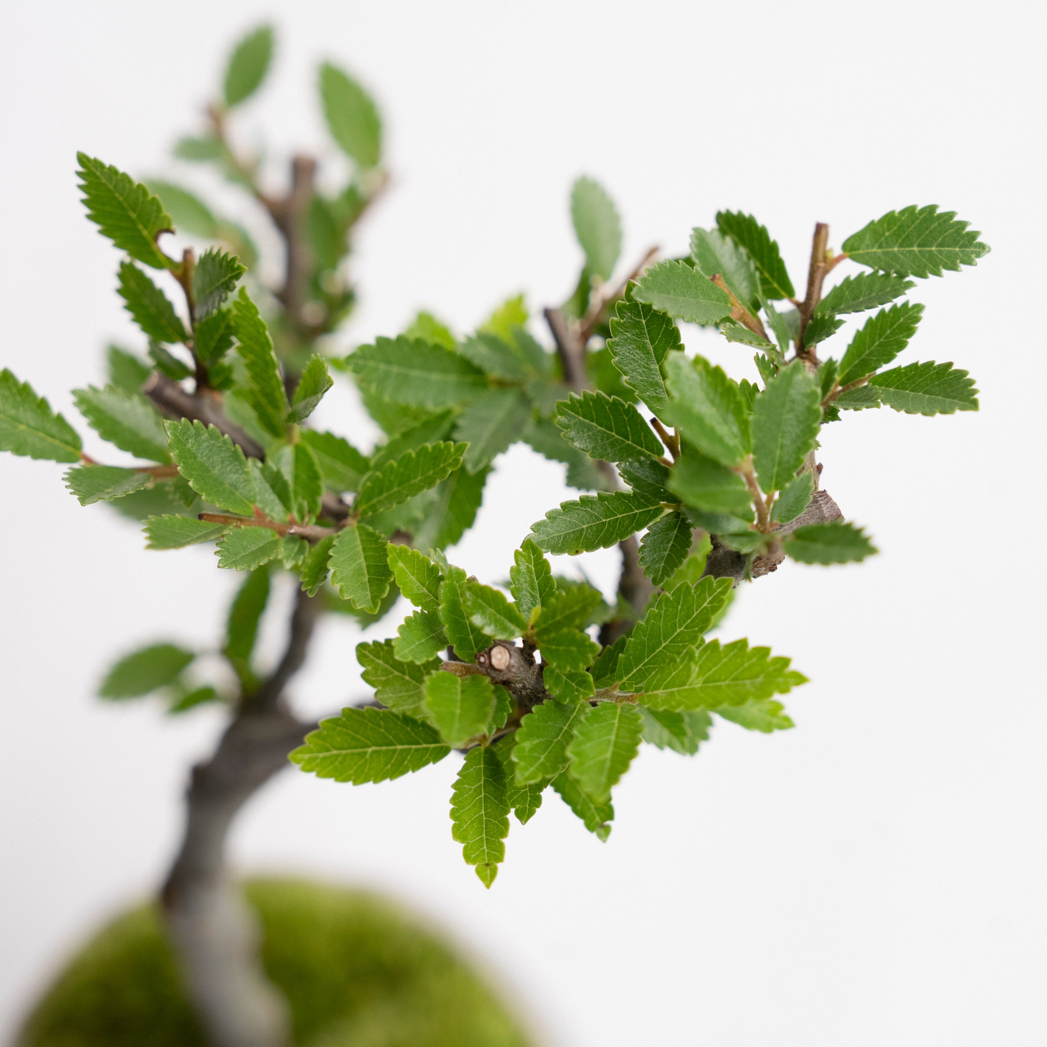 [Made to Order] Four Seasons Bonsai: Summer | Zelkova