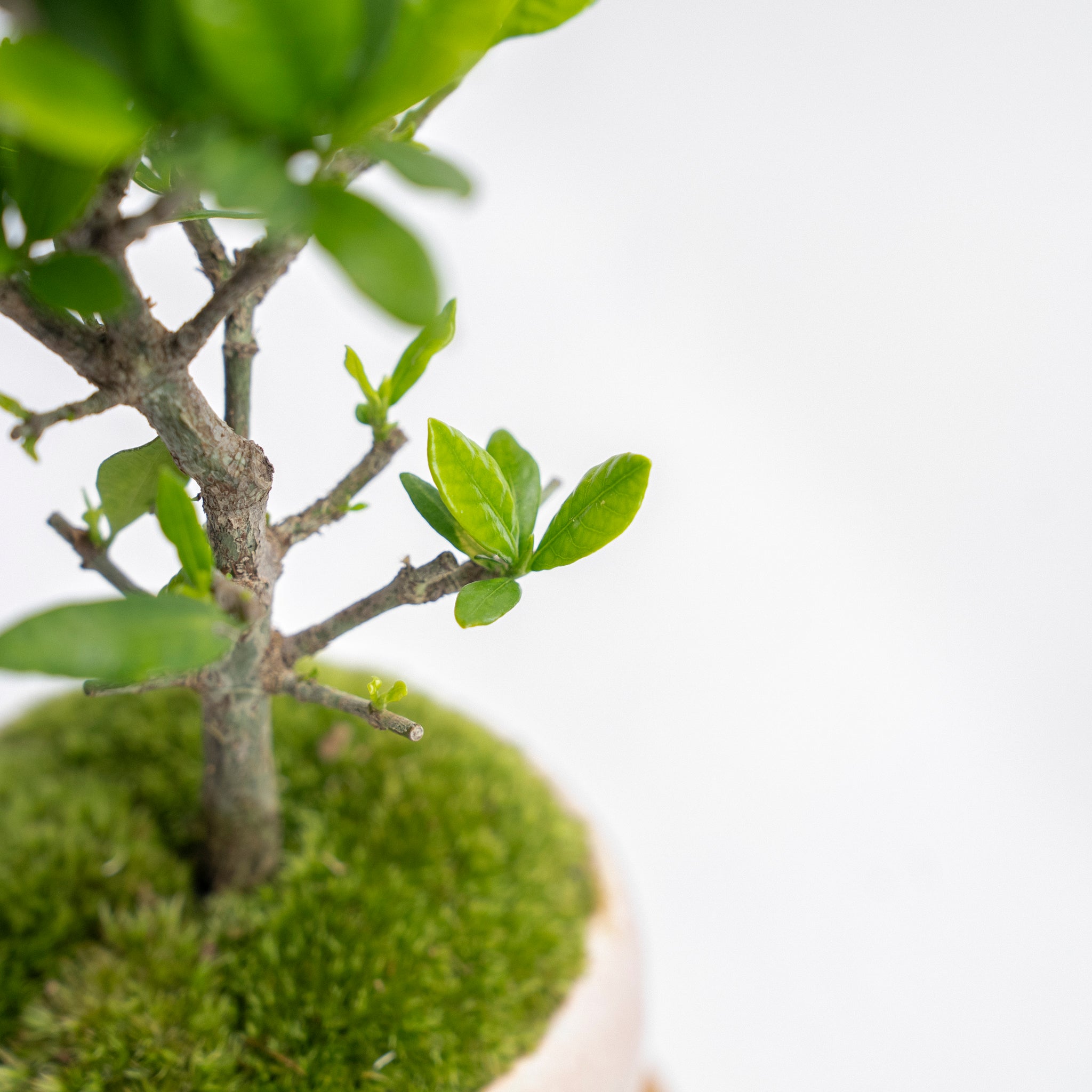 [Pre-Order] Seasons and Bonsai: Summer | Gardenia