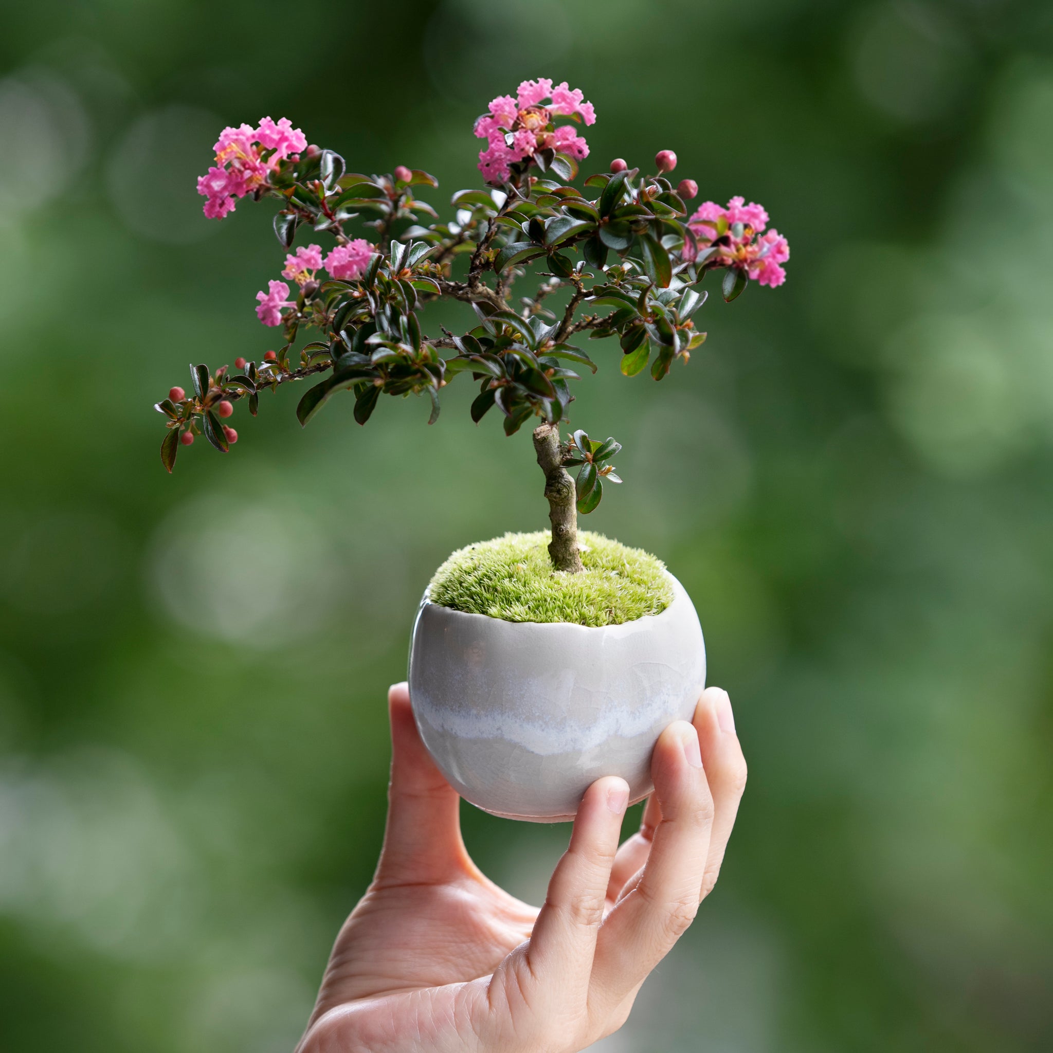 [Made to Order] Seasons and Bonsai: Summer | Crape Myrtle