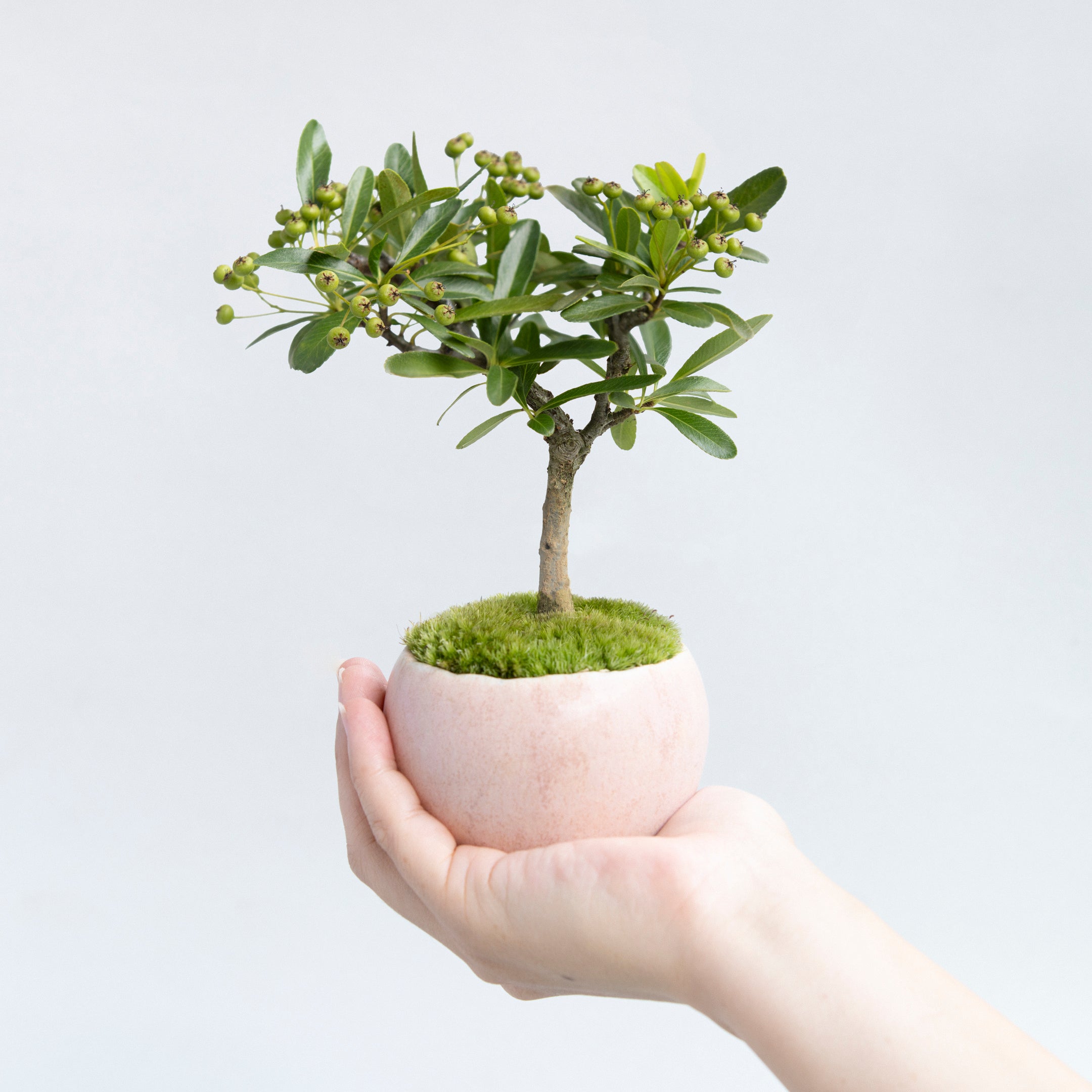 【受注販売】四季と盆栽 ｜ トキワサンザシ