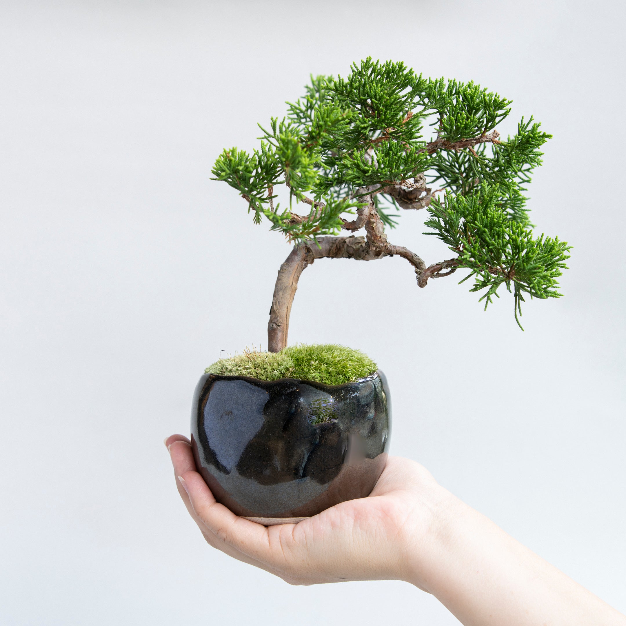 【受注販売】四季と盆栽 ｜ シンパク