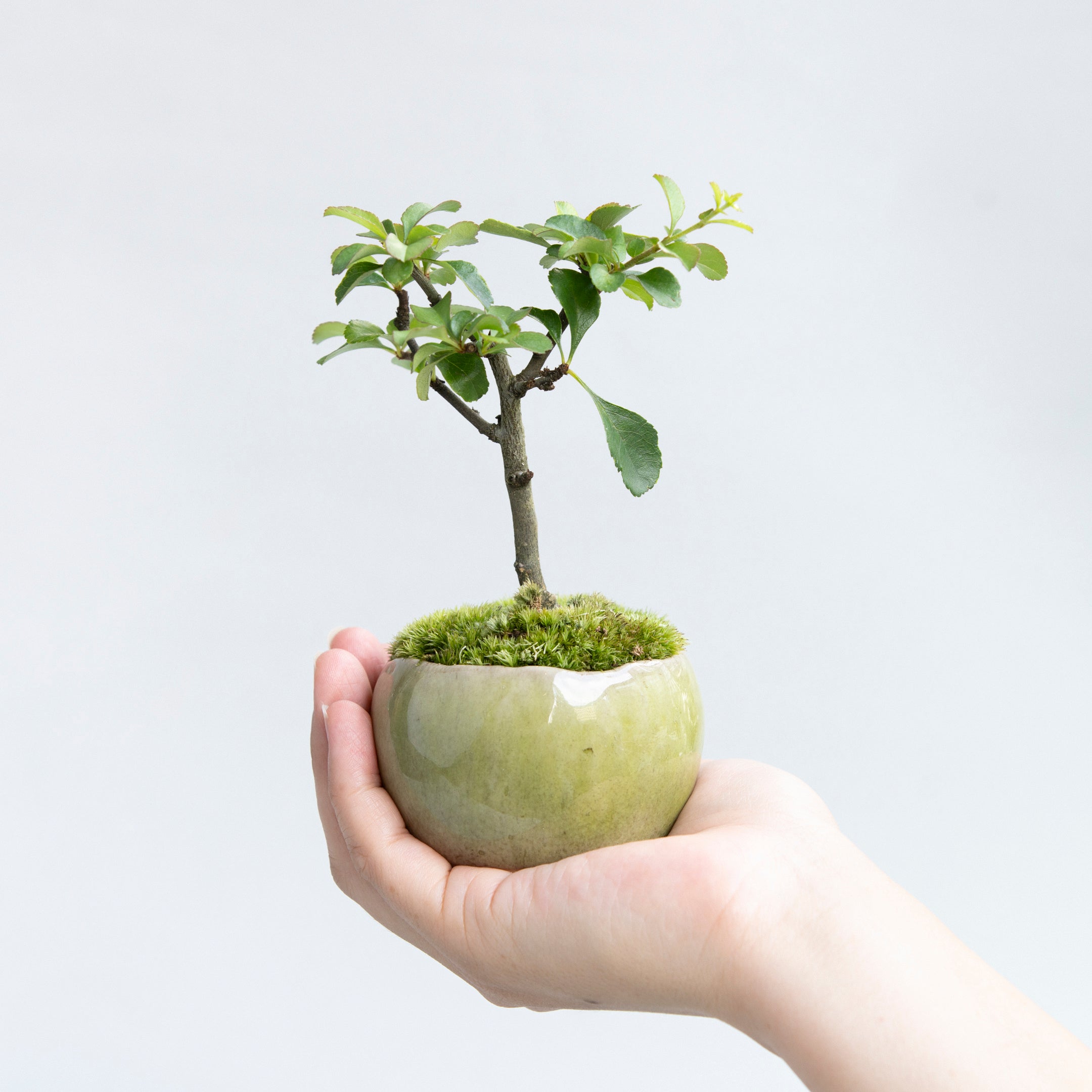 【受注販売】四季と盆栽 〈秋〉 ｜ 長寿梅（白）