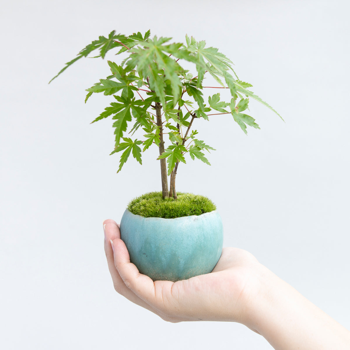 【受注販売】四季と盆栽 〈秋〉 ｜ ヤマモミジ