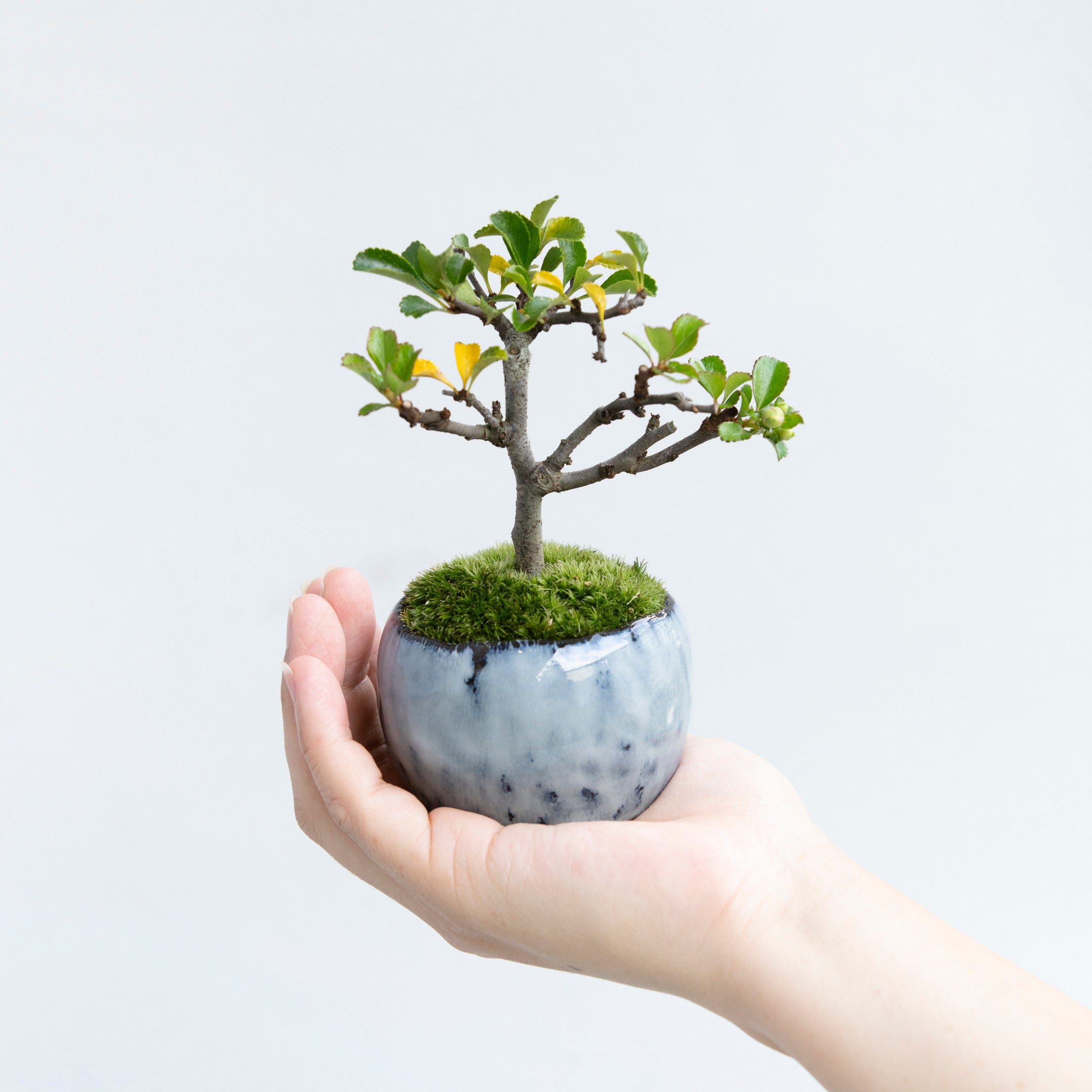 【受注販売】四季と盆栽 〈秋〉 ｜ 長寿梅（紅）